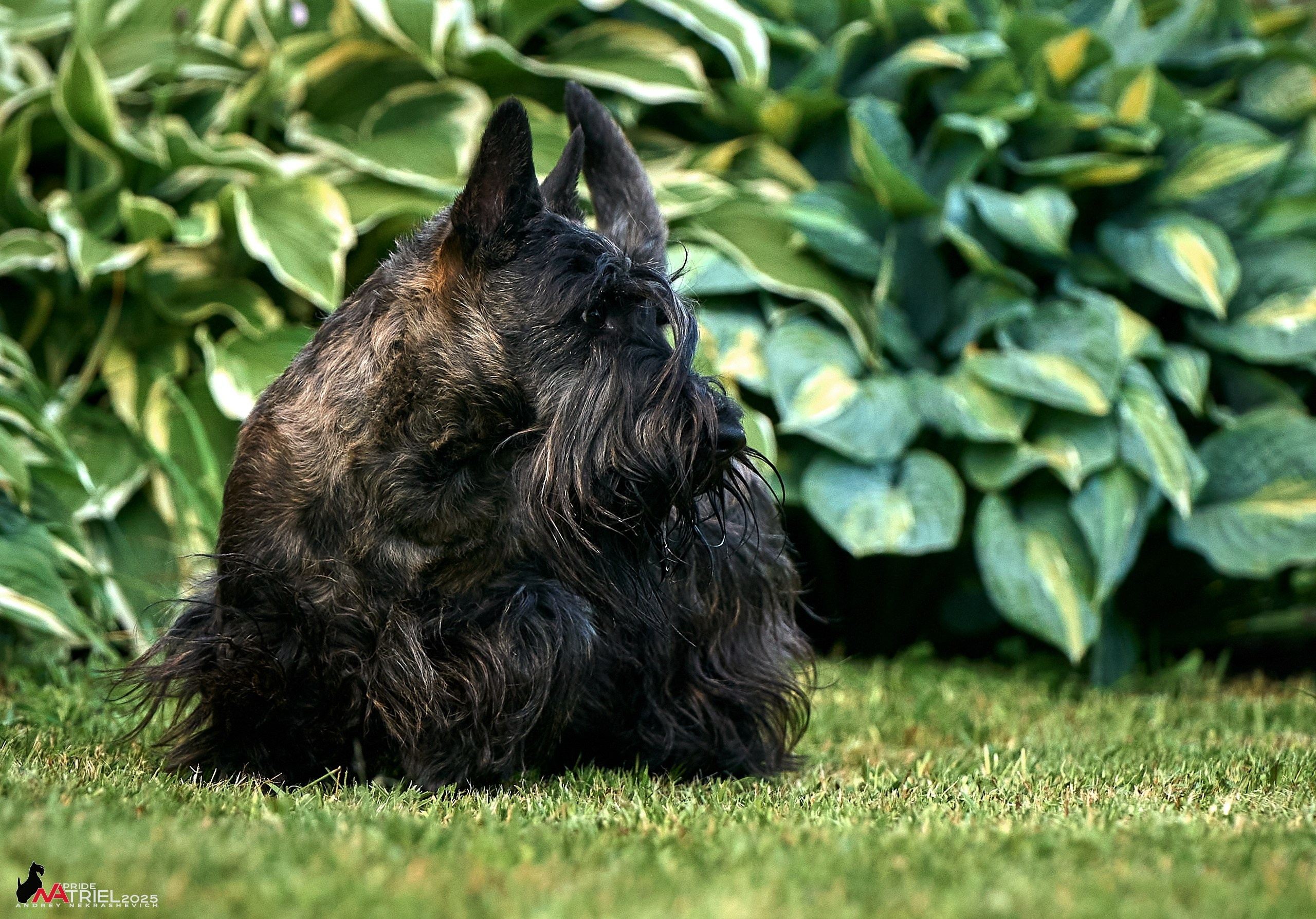 Алабаи и скотч-терьеры в питомнике у Ольги