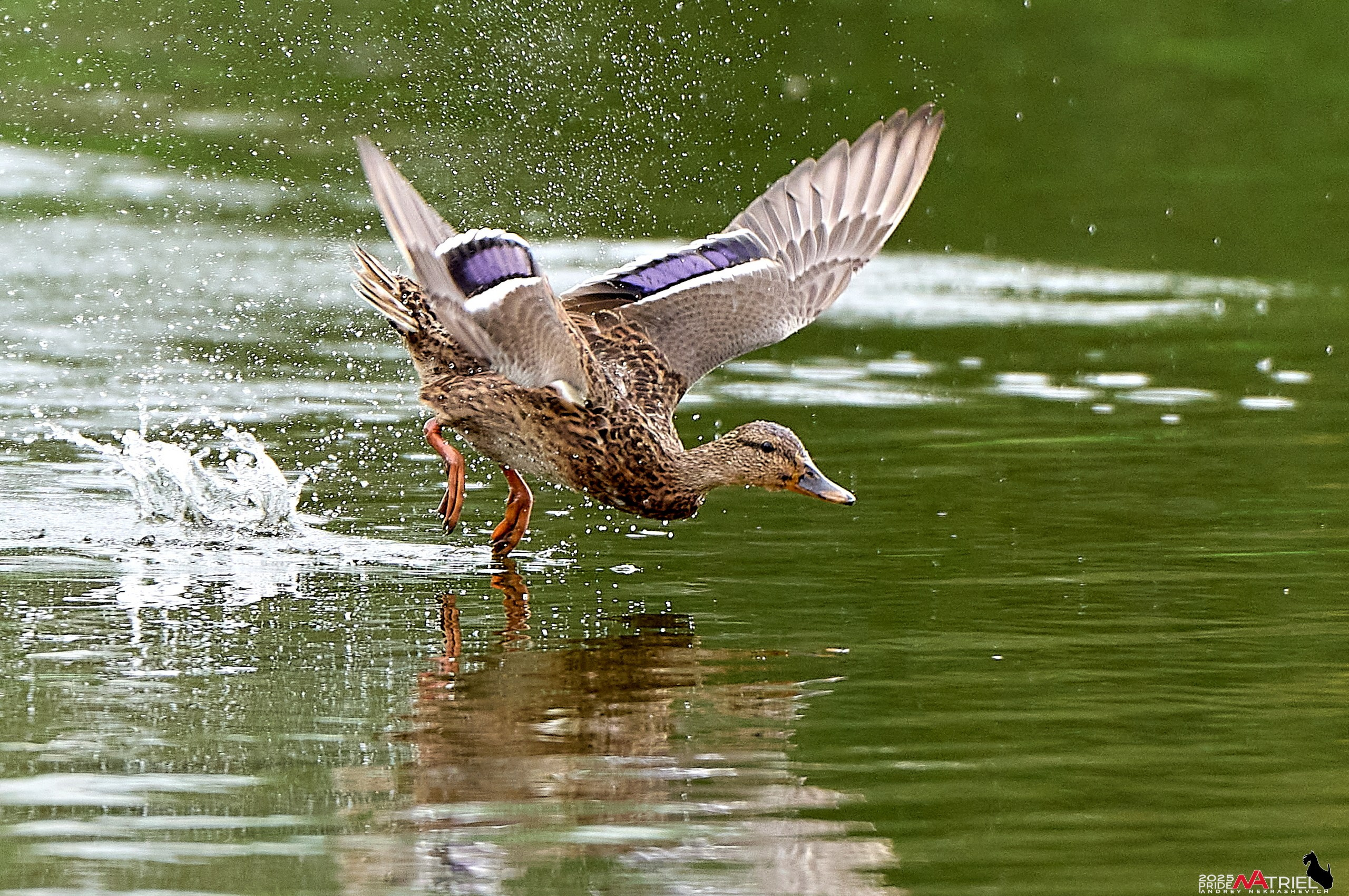 Утки на пруду