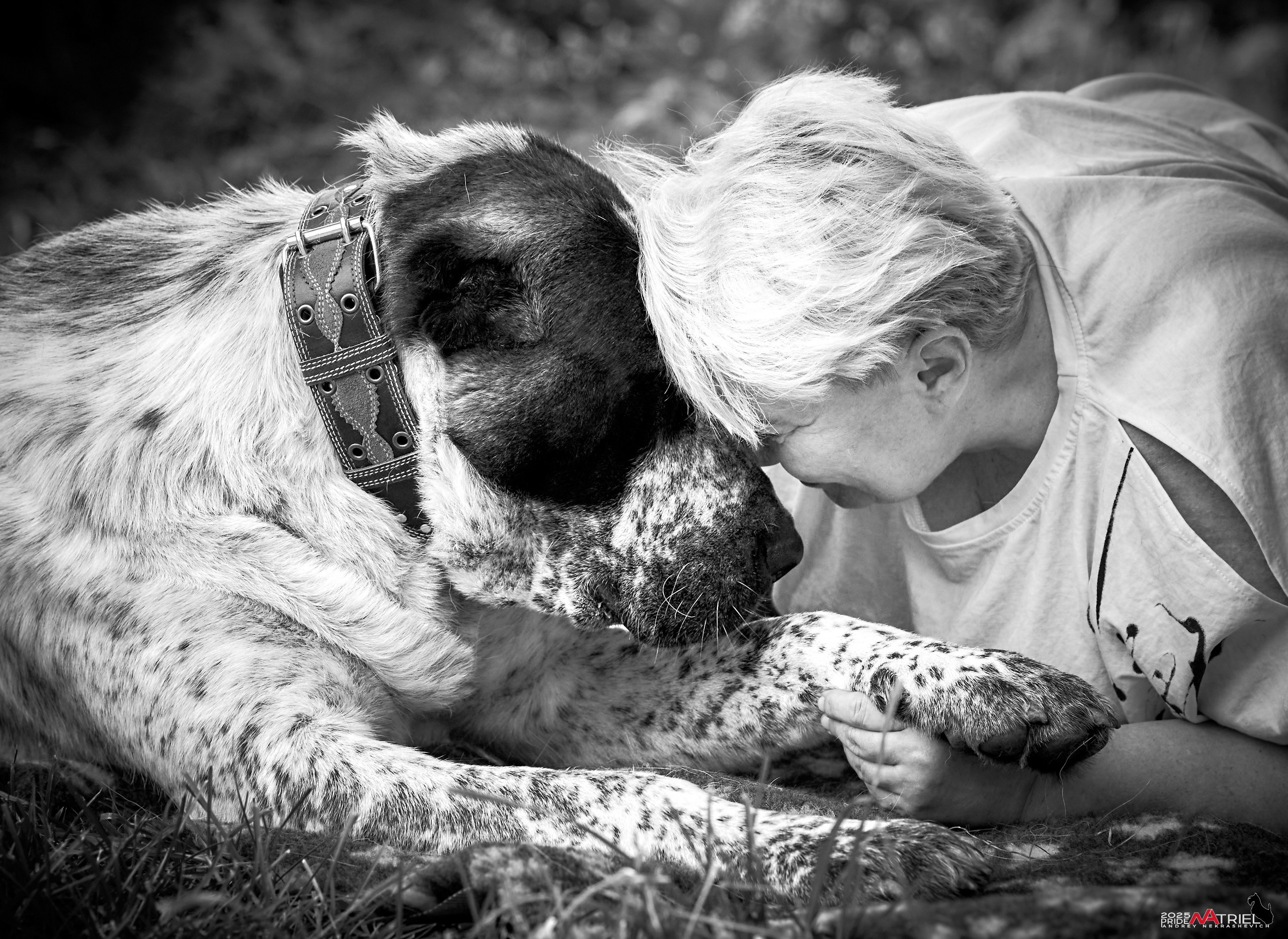 Алабаи и скотч-терьеры в питомнике у Ольги