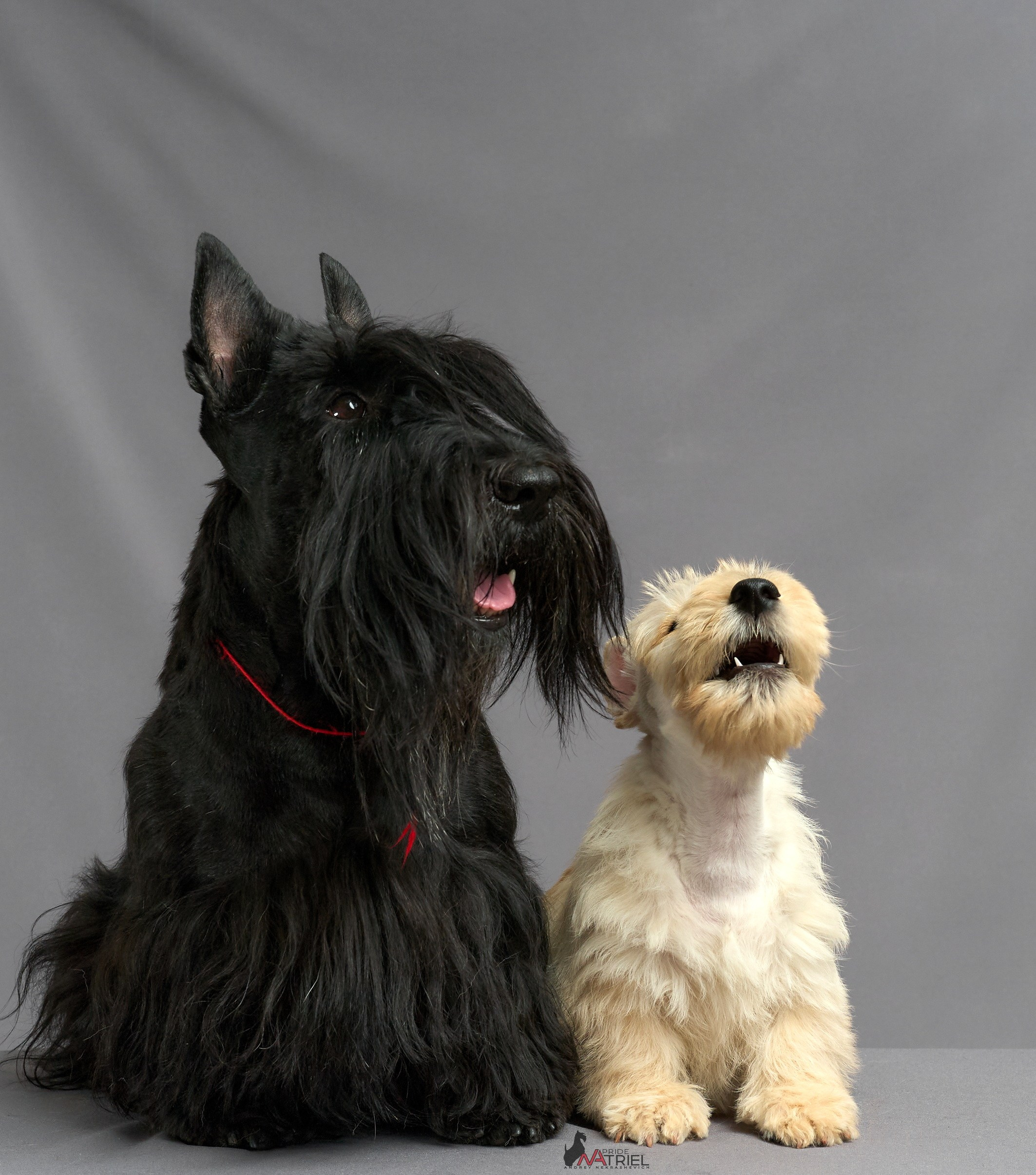 Съемка щенков скотч-терьеров