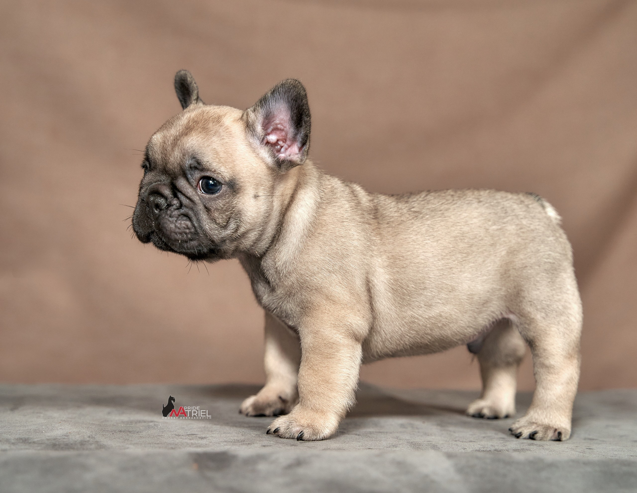 Щенки дома — галерея NATRIEL