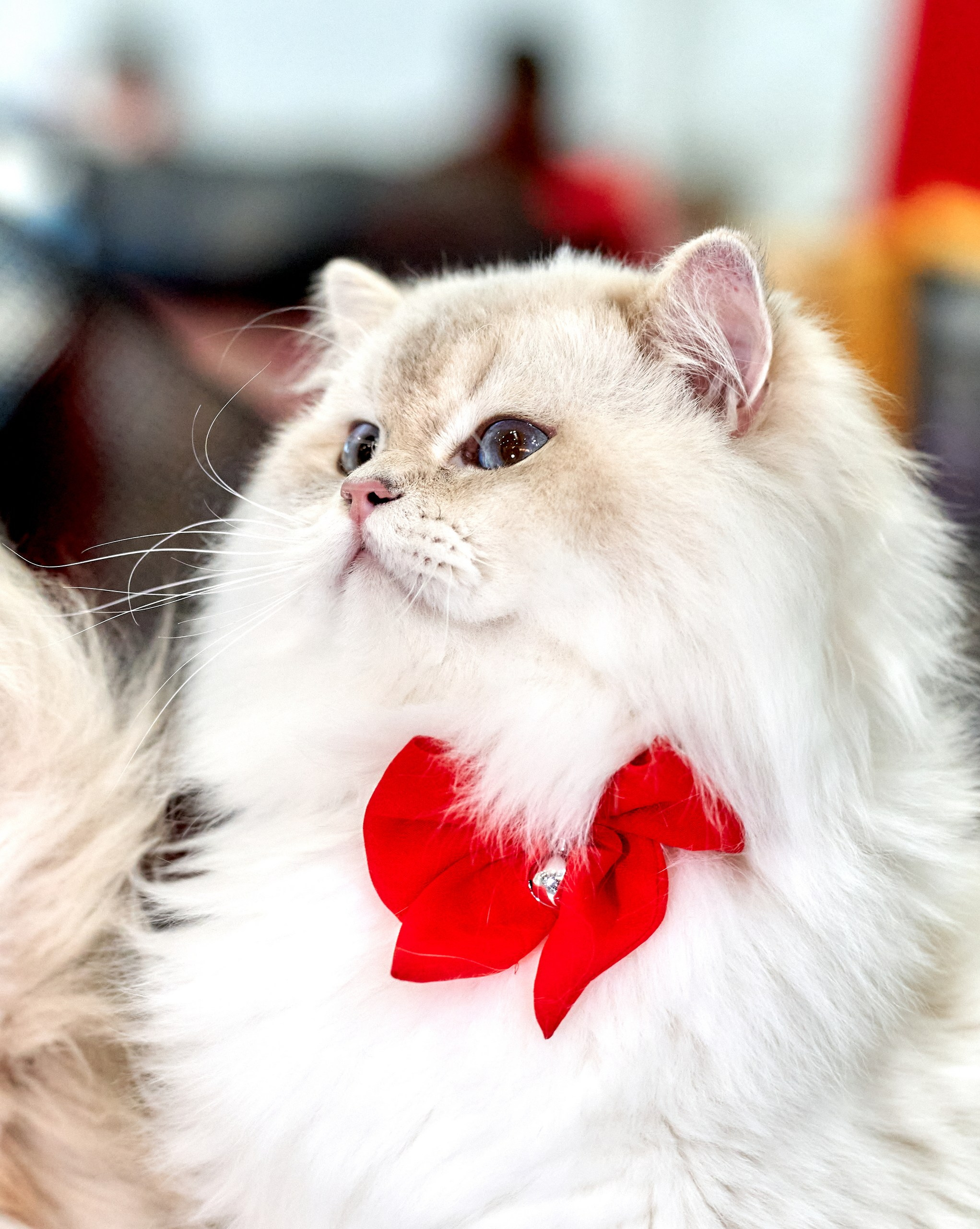 Кошки на выставках — галерея NATRIEL