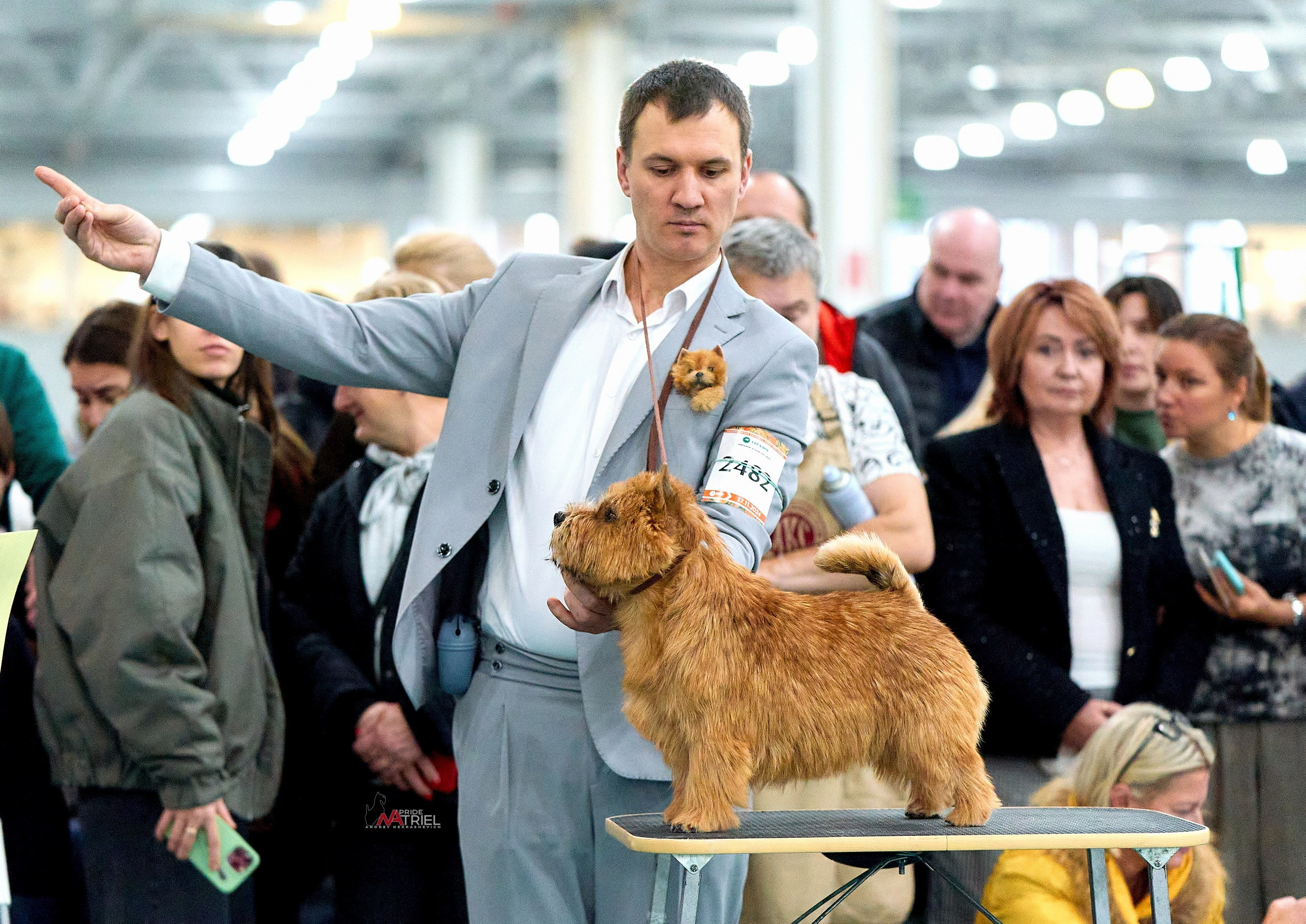 Работа в рингах — галерея NATRIEL