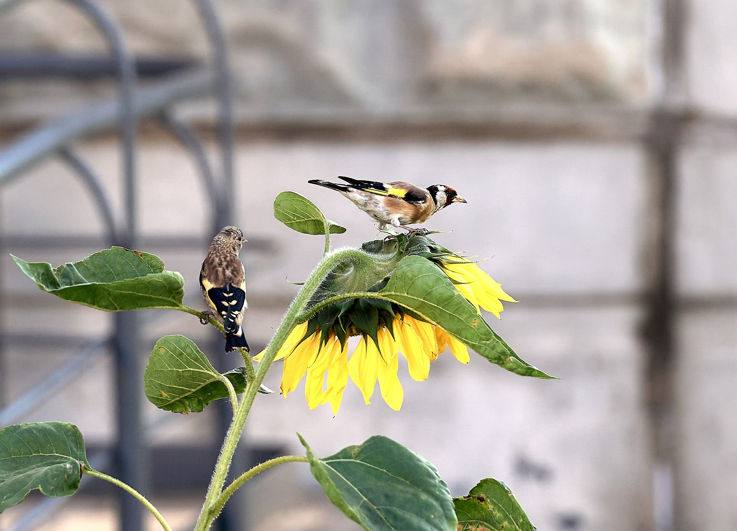 Фото птиц — галерея NATRIEL