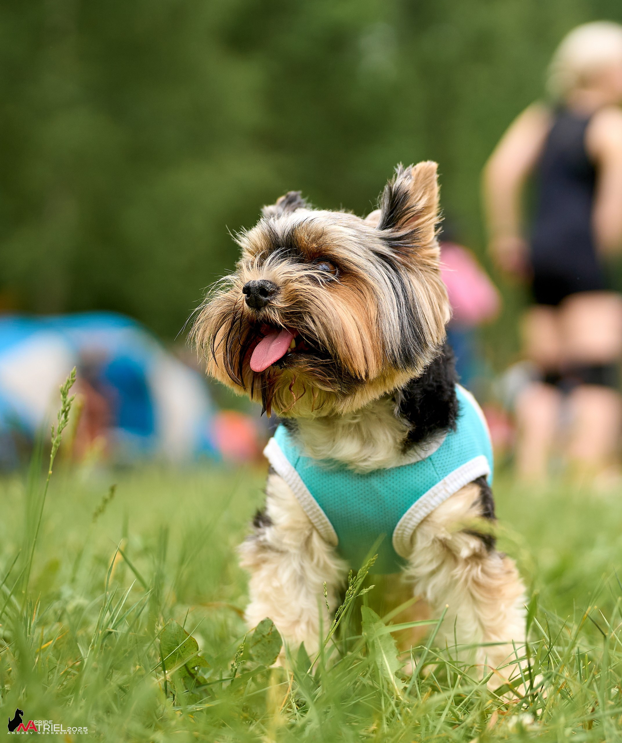 Russian Extreme Dog Trail — 2025