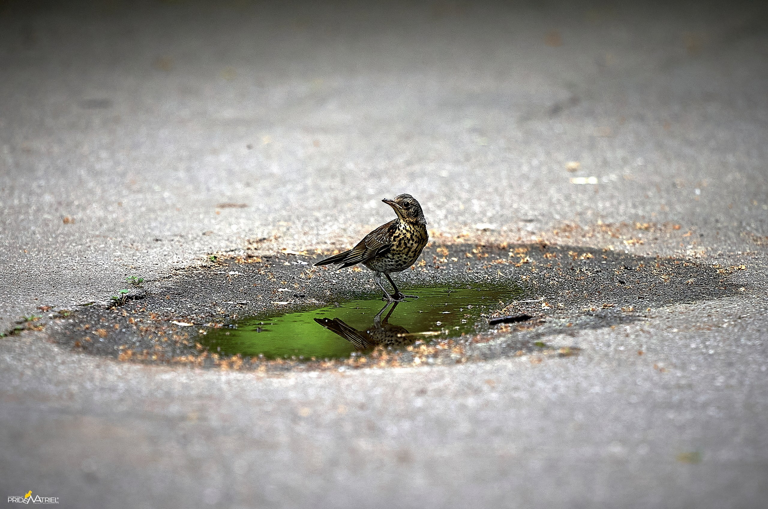 Фото птиц — галерея NATRIEL