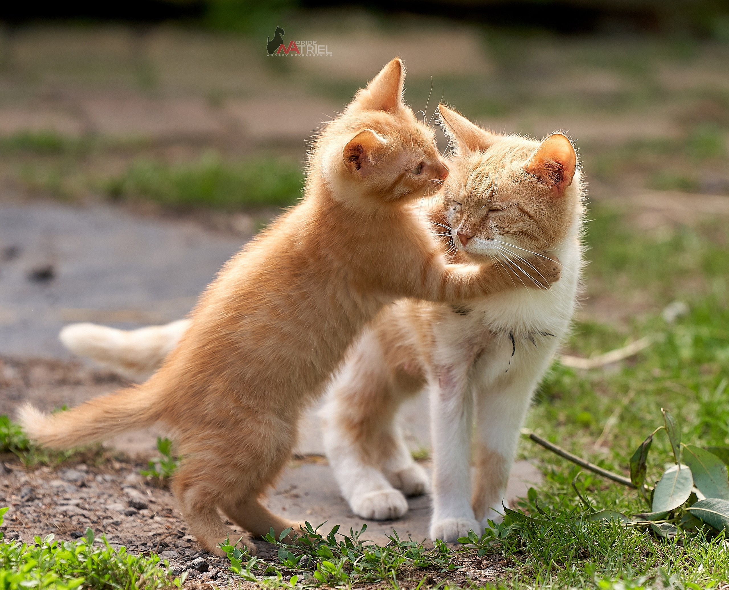 Домашние кошки — галерея NATRIEL