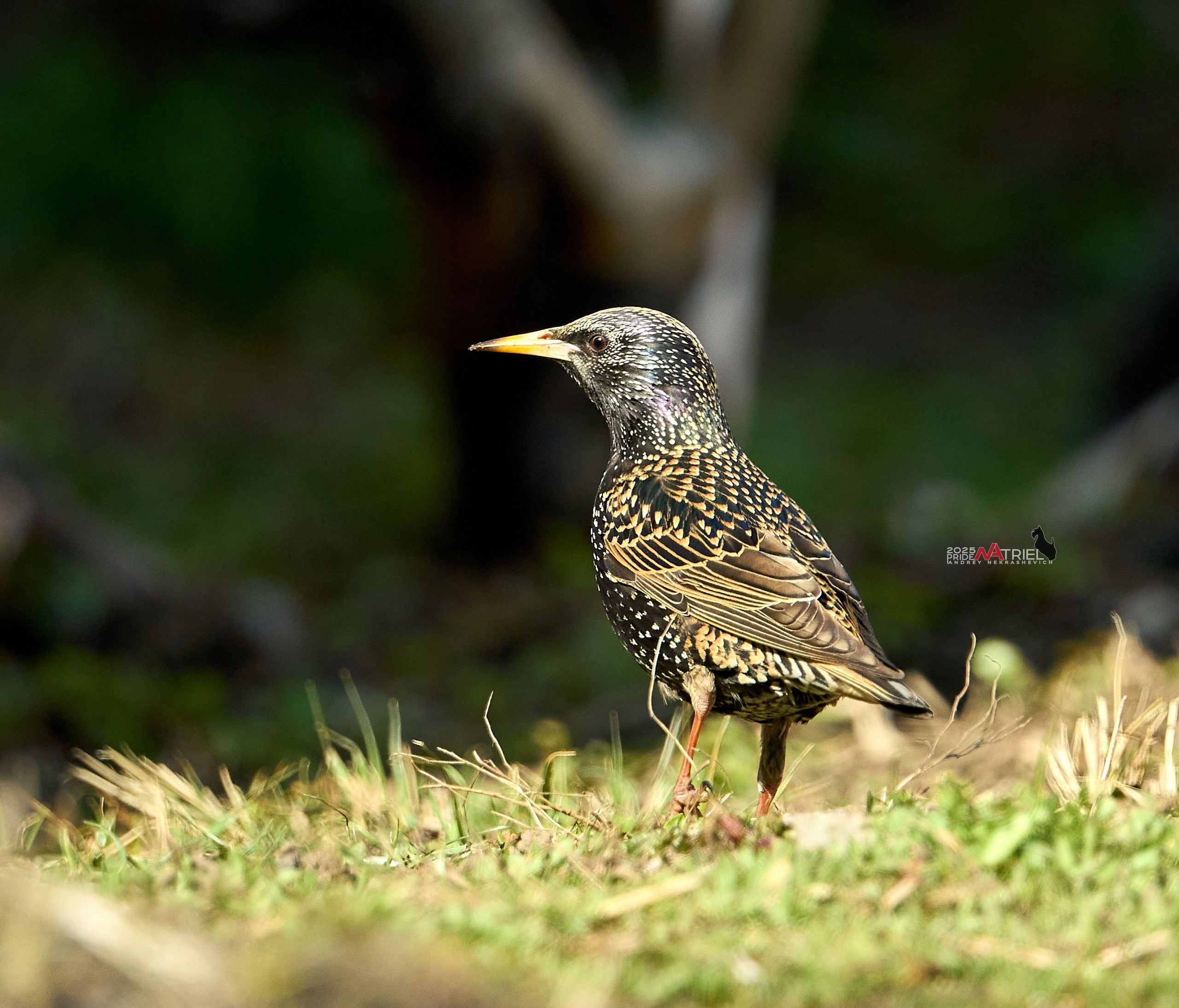 Фото птиц — галерея NATRIEL
