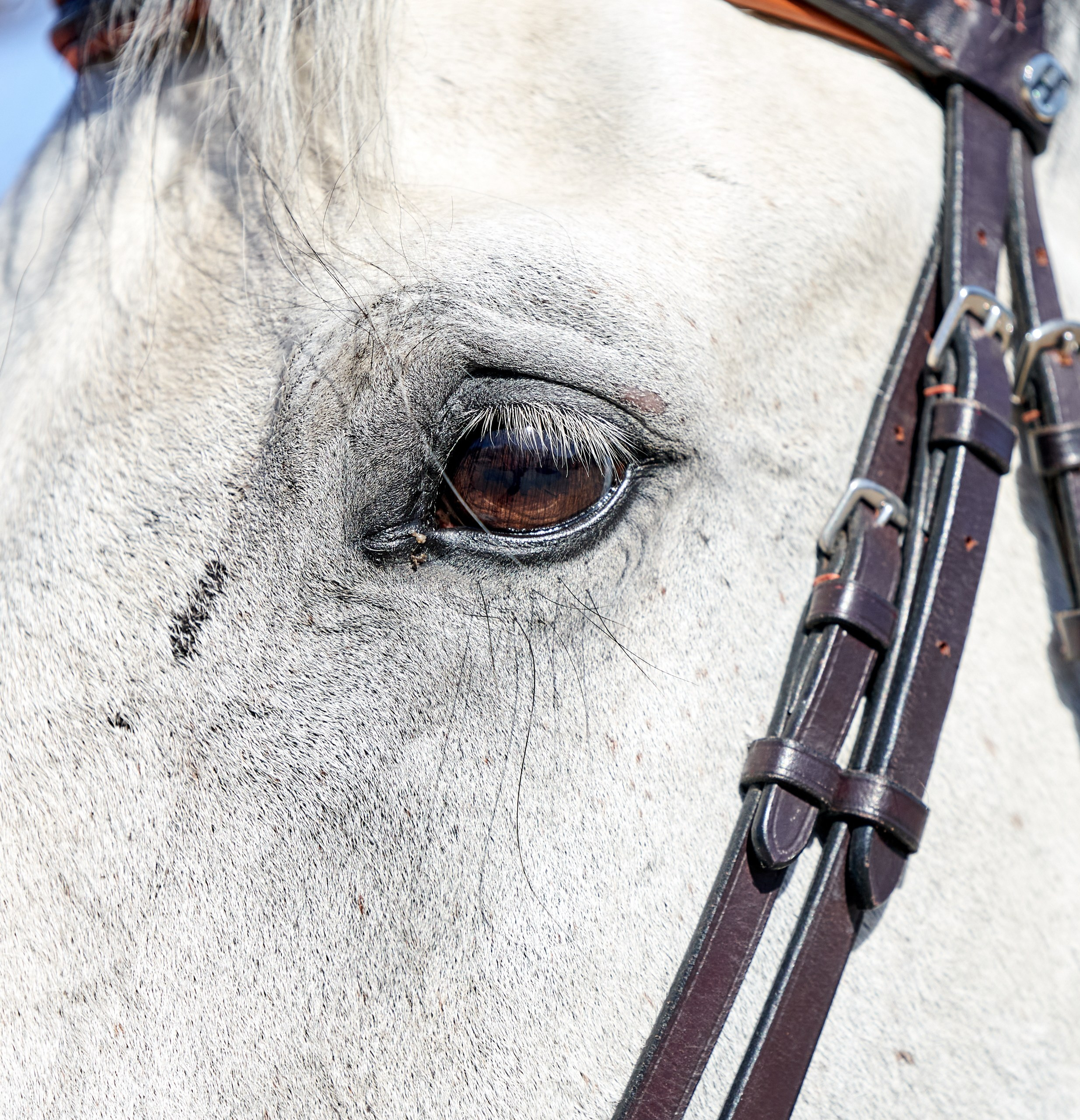 Снимки лошадей — галерея NATRIEL