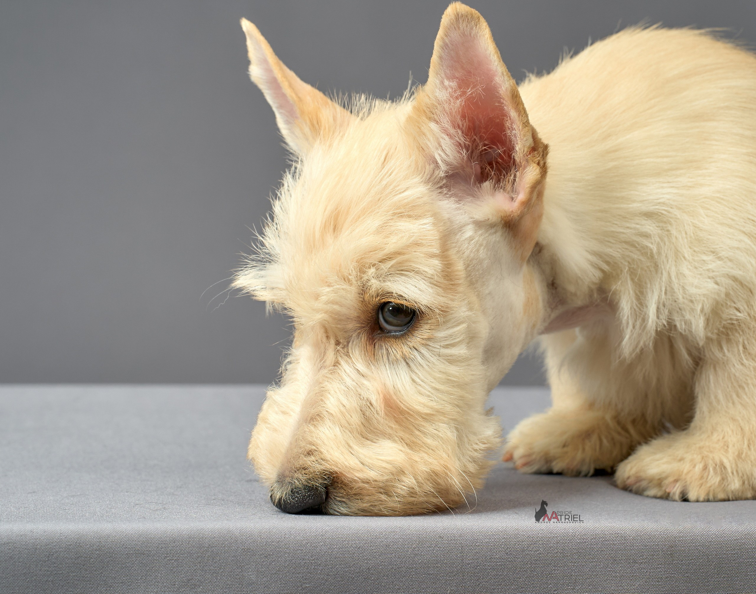 Съемка щенков скотч-терьеров