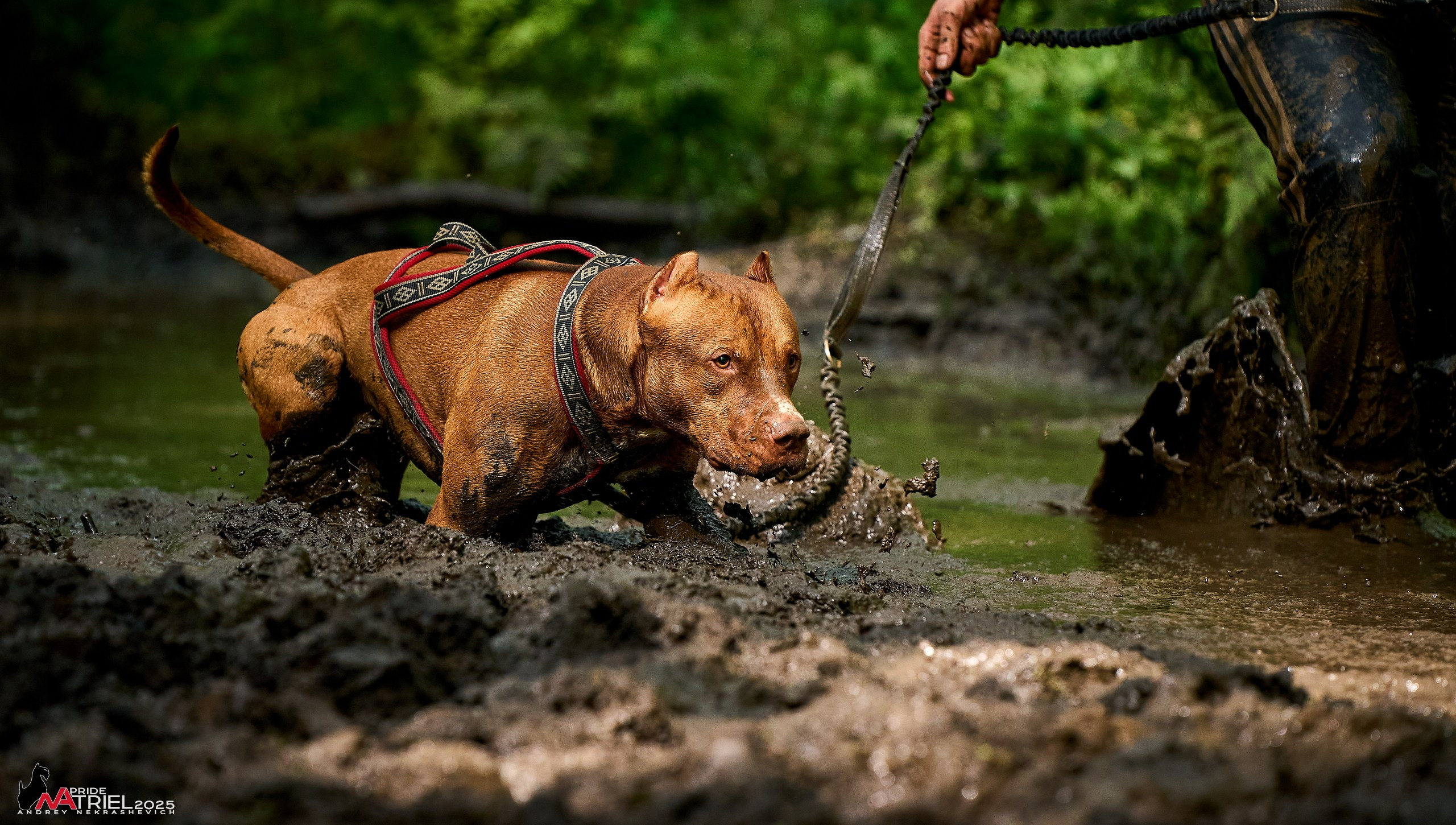 Russian Extreme Dog Trail — 2025