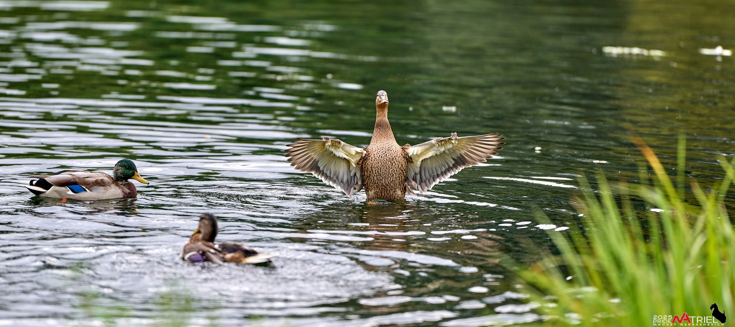 Утки на пруду