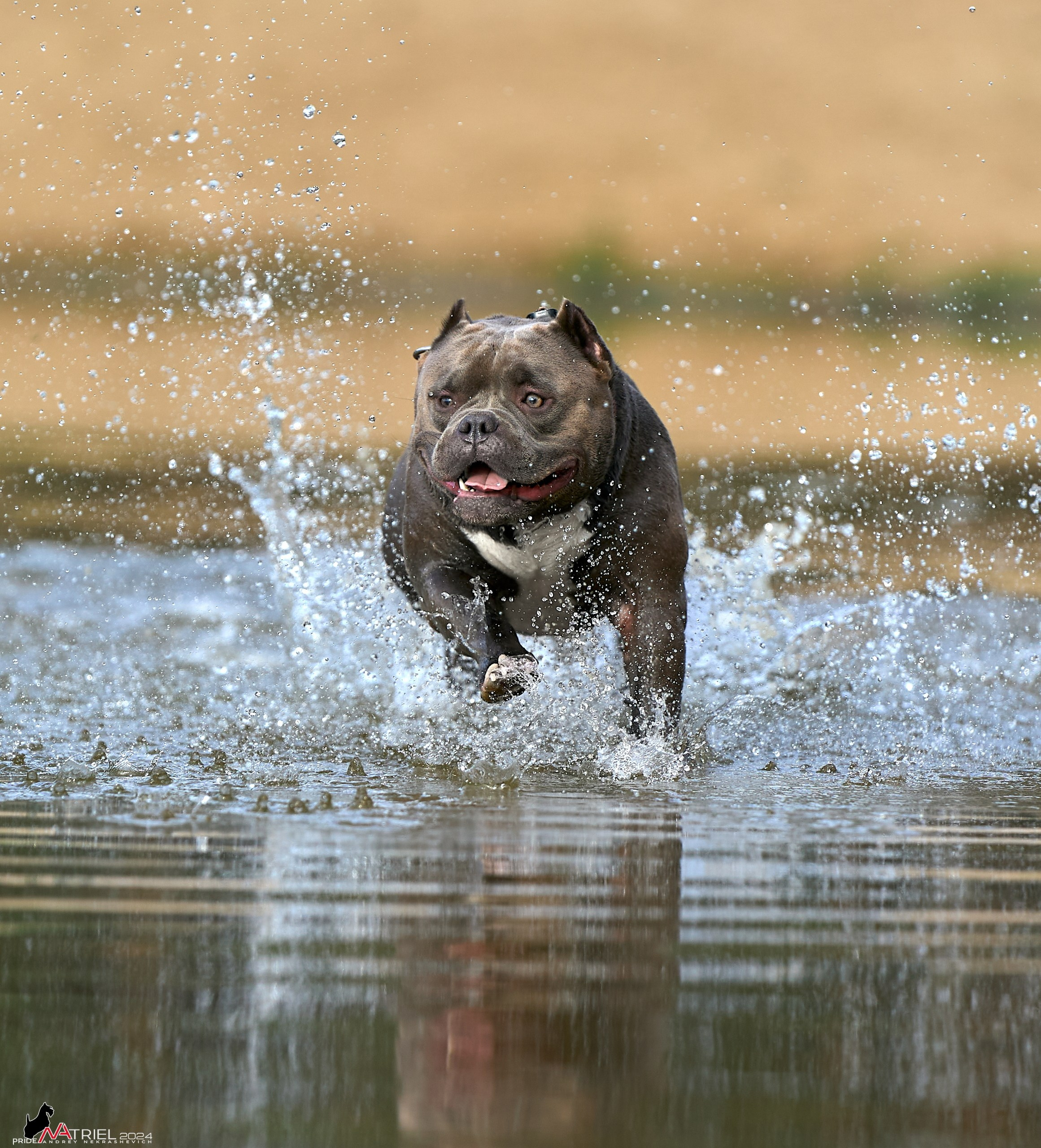 Фотопрогулка с булли