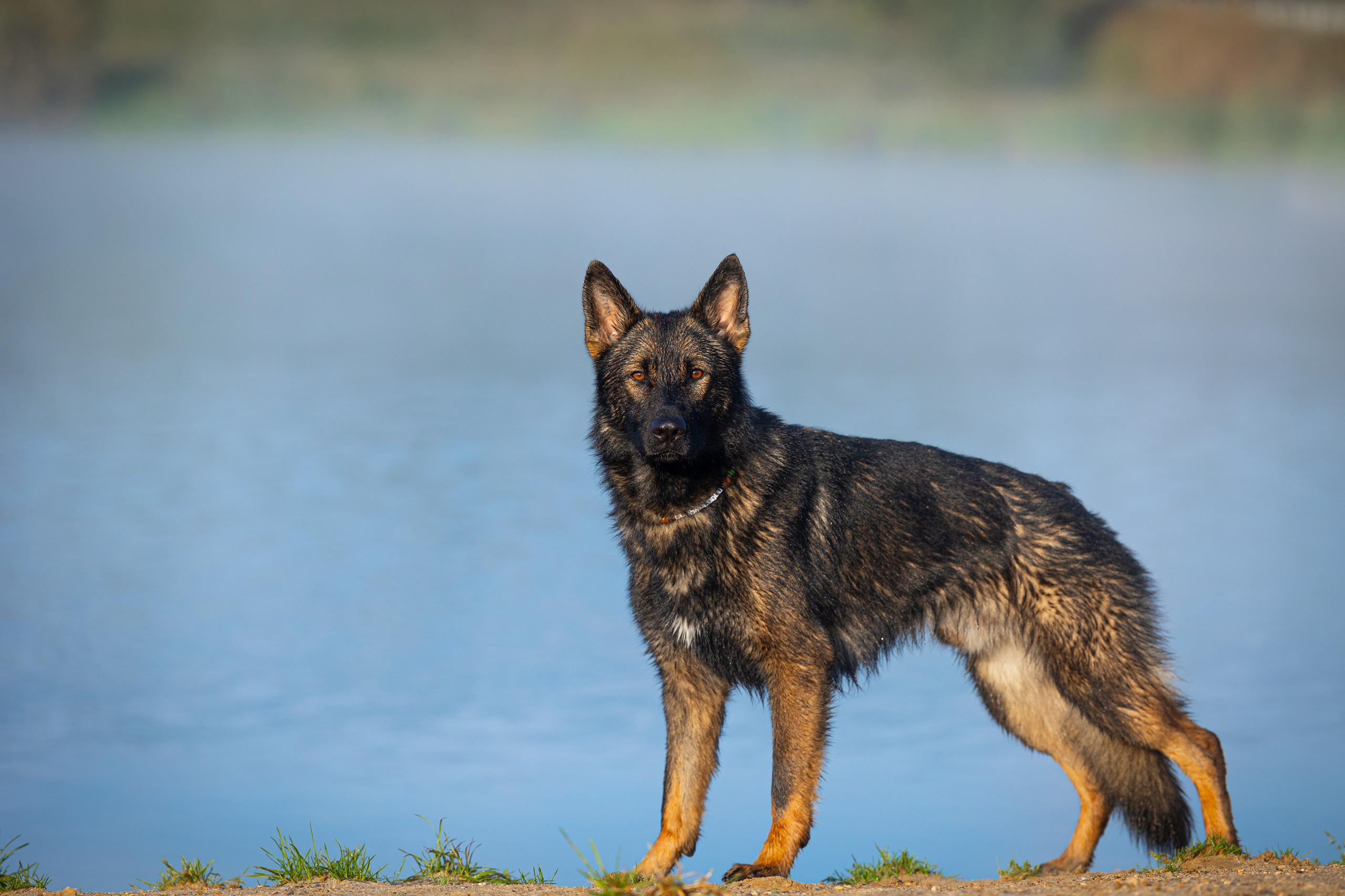 Немецкие овчарки Кетчер и Роскошь. Фотограф-анималист Natalia Deingel | Фотосъемка собак в Москве