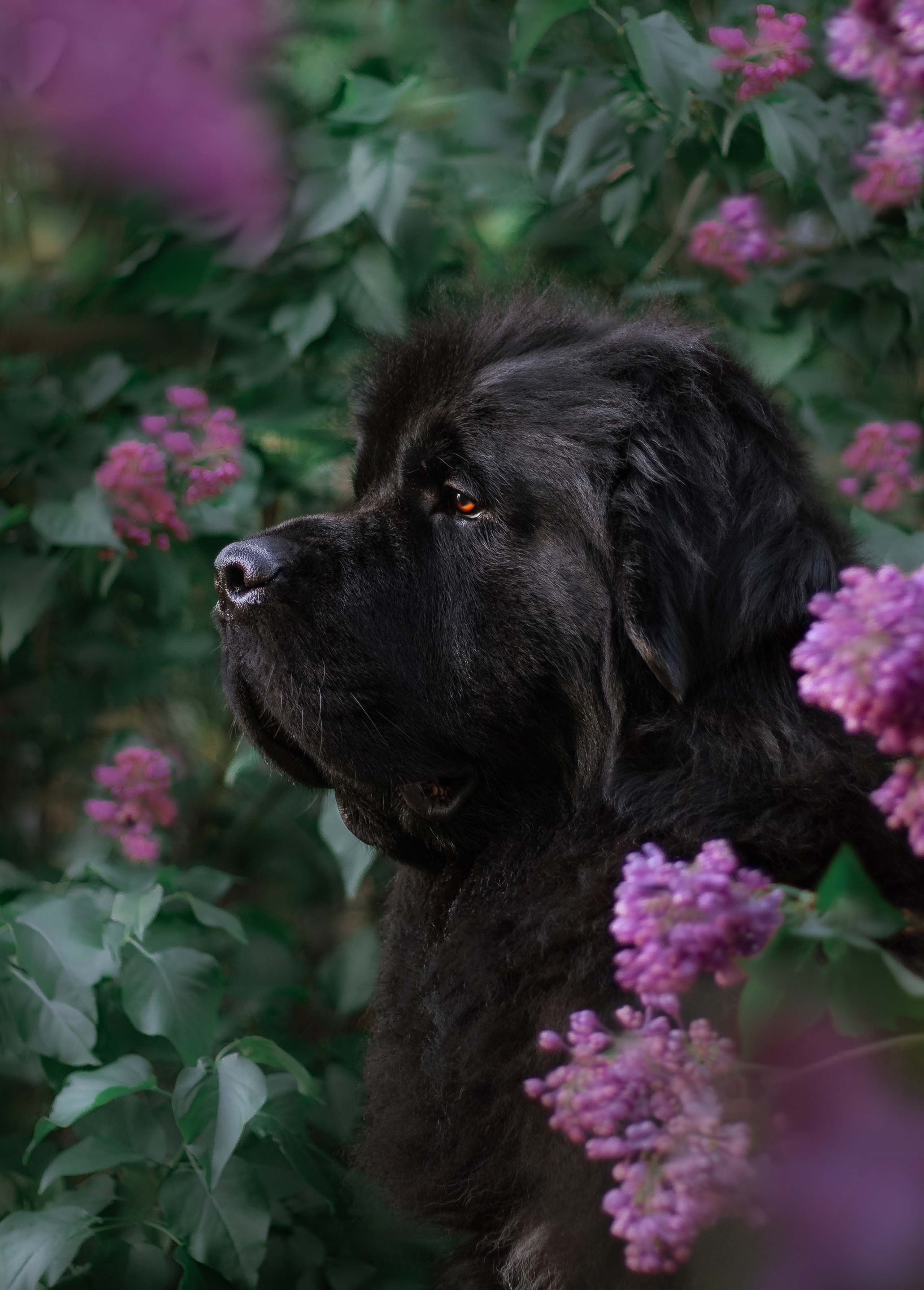 Портфолио фотографа-анималиста из Воронежа Алины Ивановой. Фотограф — анималист Алина Иванова