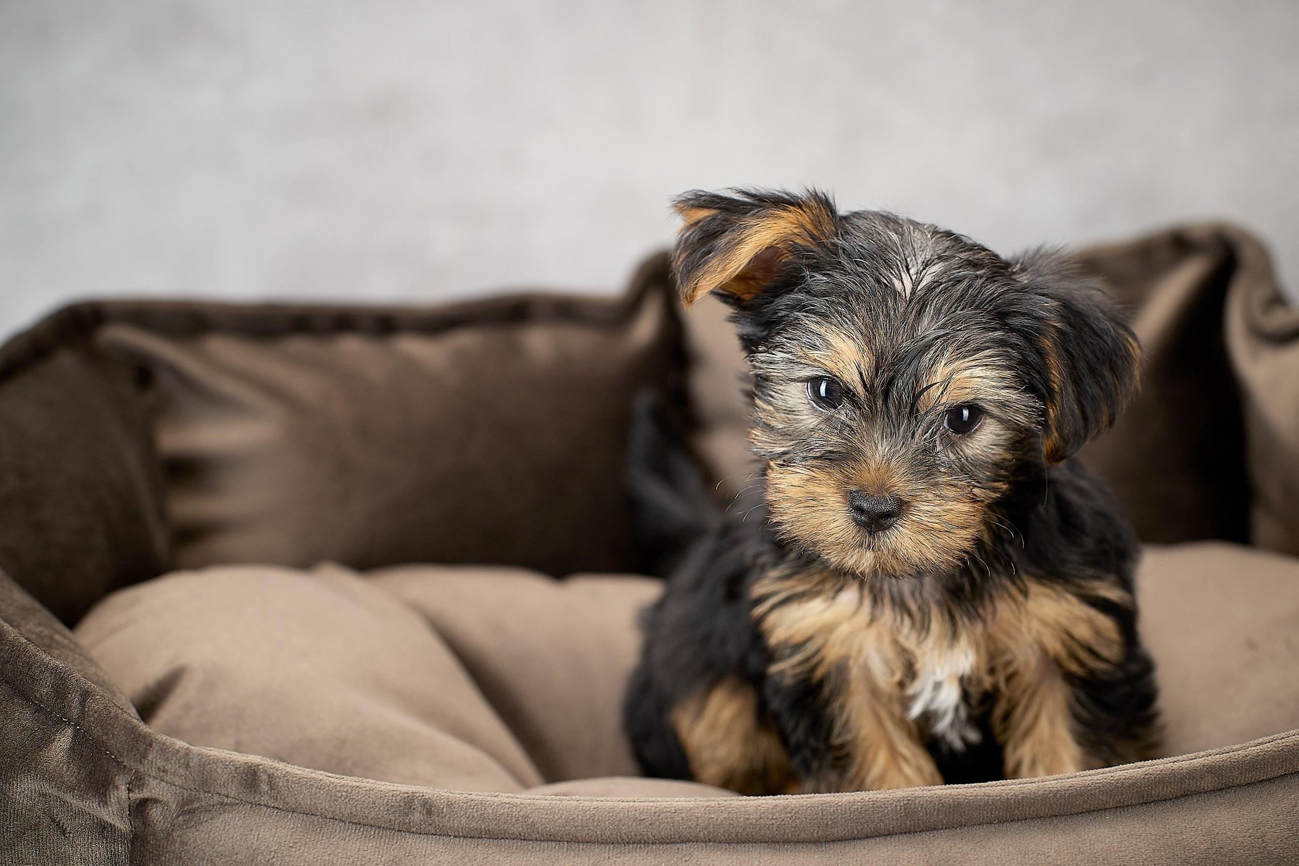 фотосессия щенка в лежанке