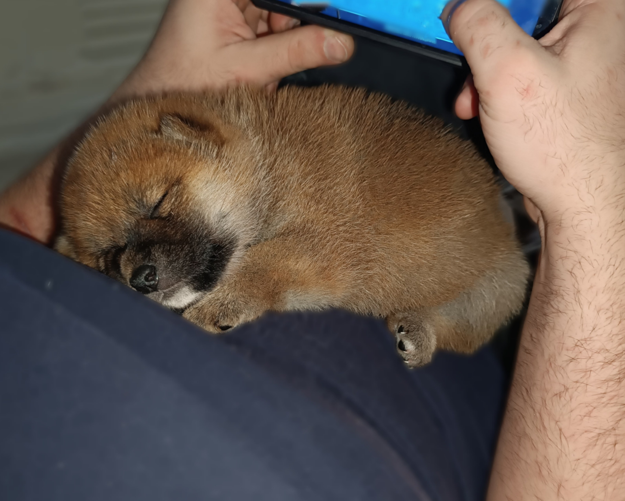 Сиба Rubylight Ellis питомник Рубилайт 