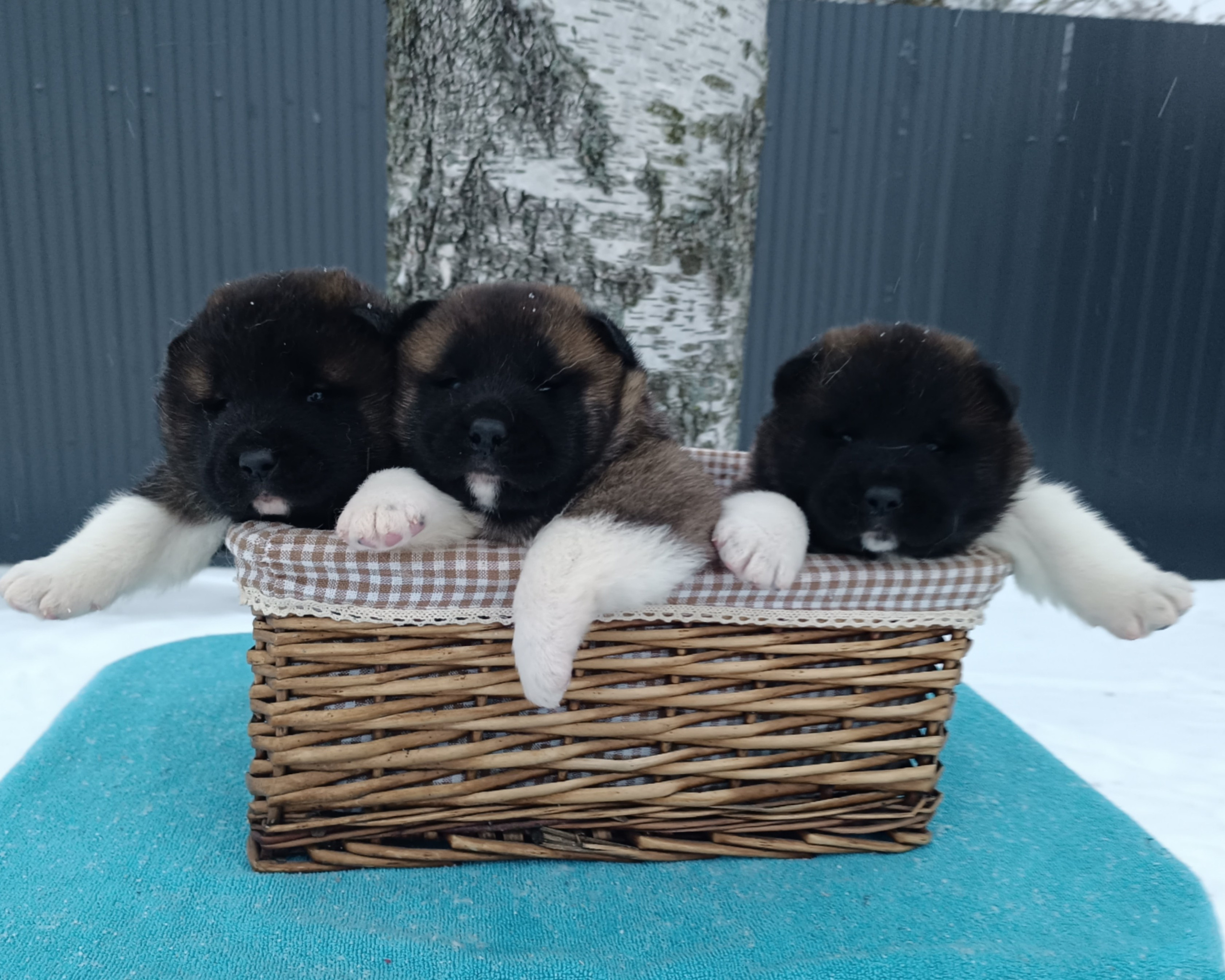 Американская акита  щенки питомник Санкт-Петербург клубные щенки Американская акита питомник RUBYLIGHT Рубилайт купить щенка американской акиты