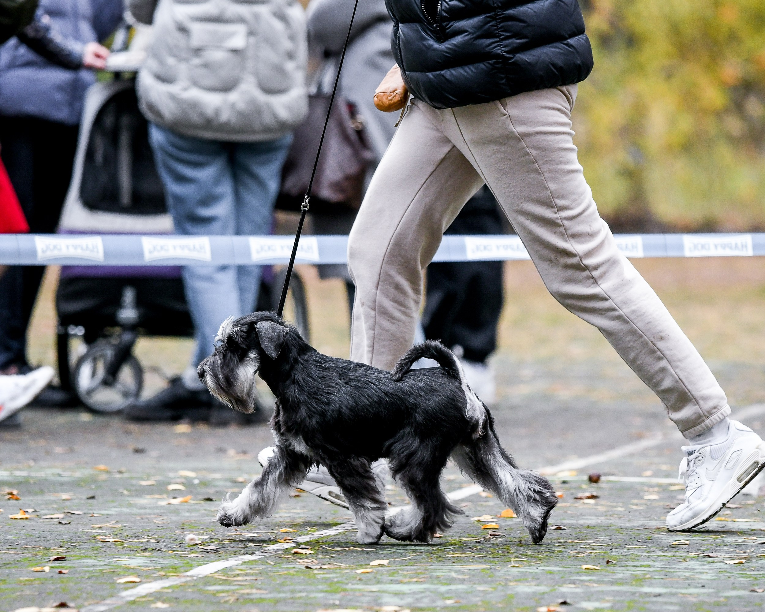 Питомник Делинсо Бэлэнс, щенки цвергшнауцера, купить щенка цвергшнауцера, питомник цвергшнауцеров, кобель цвергшнауцера для вязки, щенок цвергшнауцера, питомник цвергшнауцеров, черный с серебром, цверг, лучший питомник в беларуси