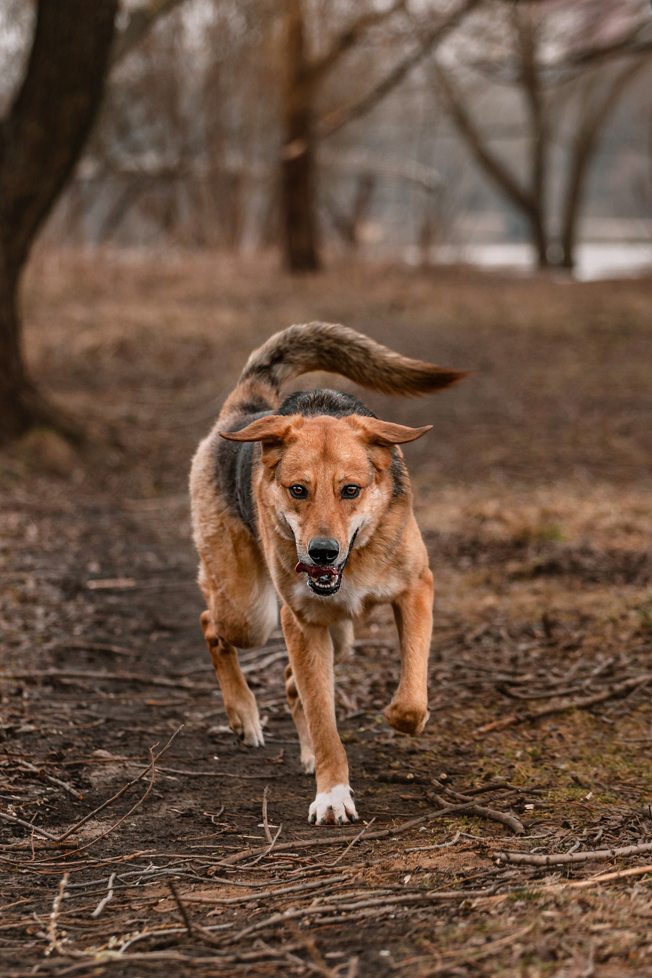 Трэвис и Валли 2024. Фотограф-анималист Татьяна Степанова