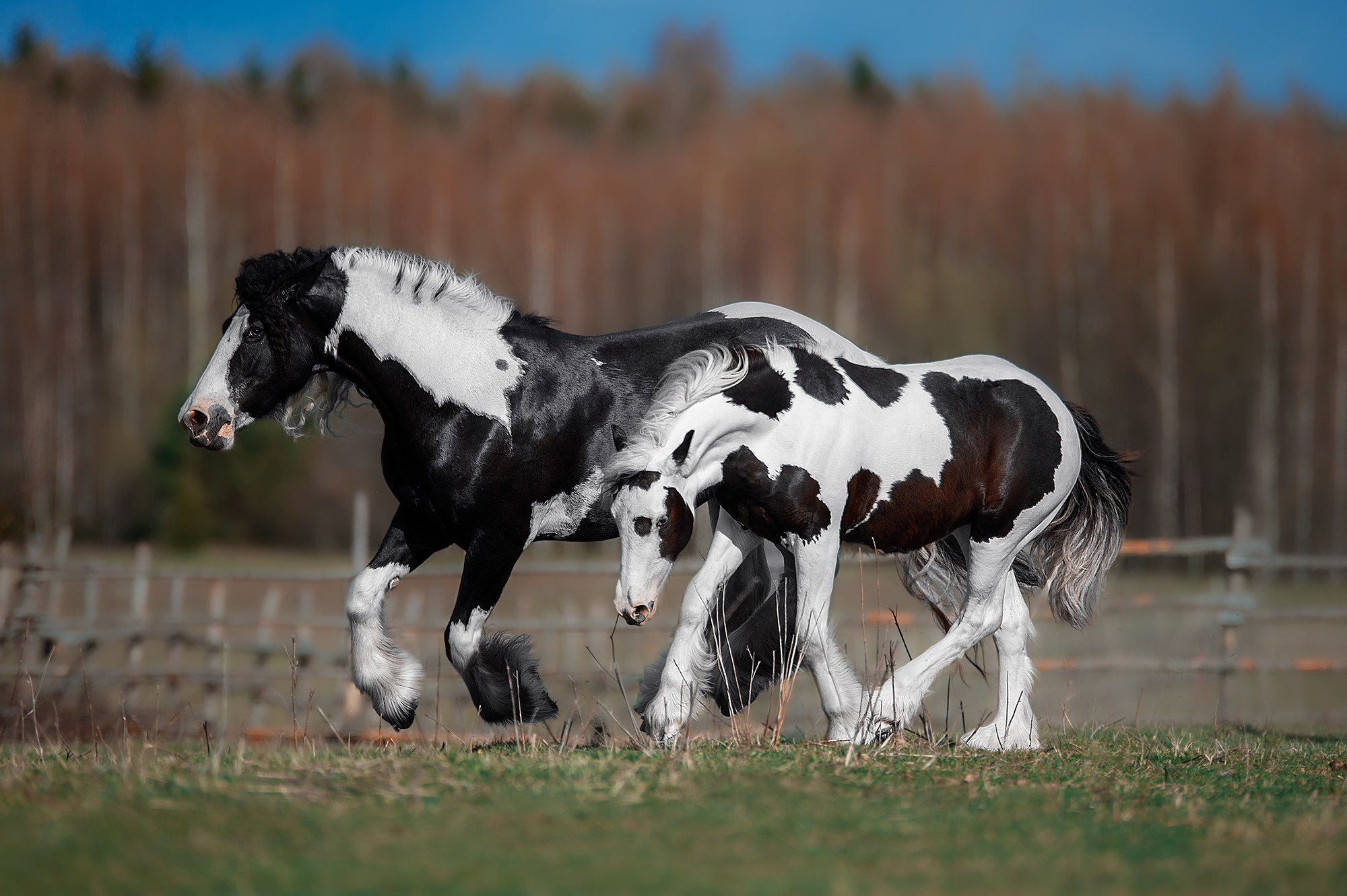 Конный фотограф Alesya Safe