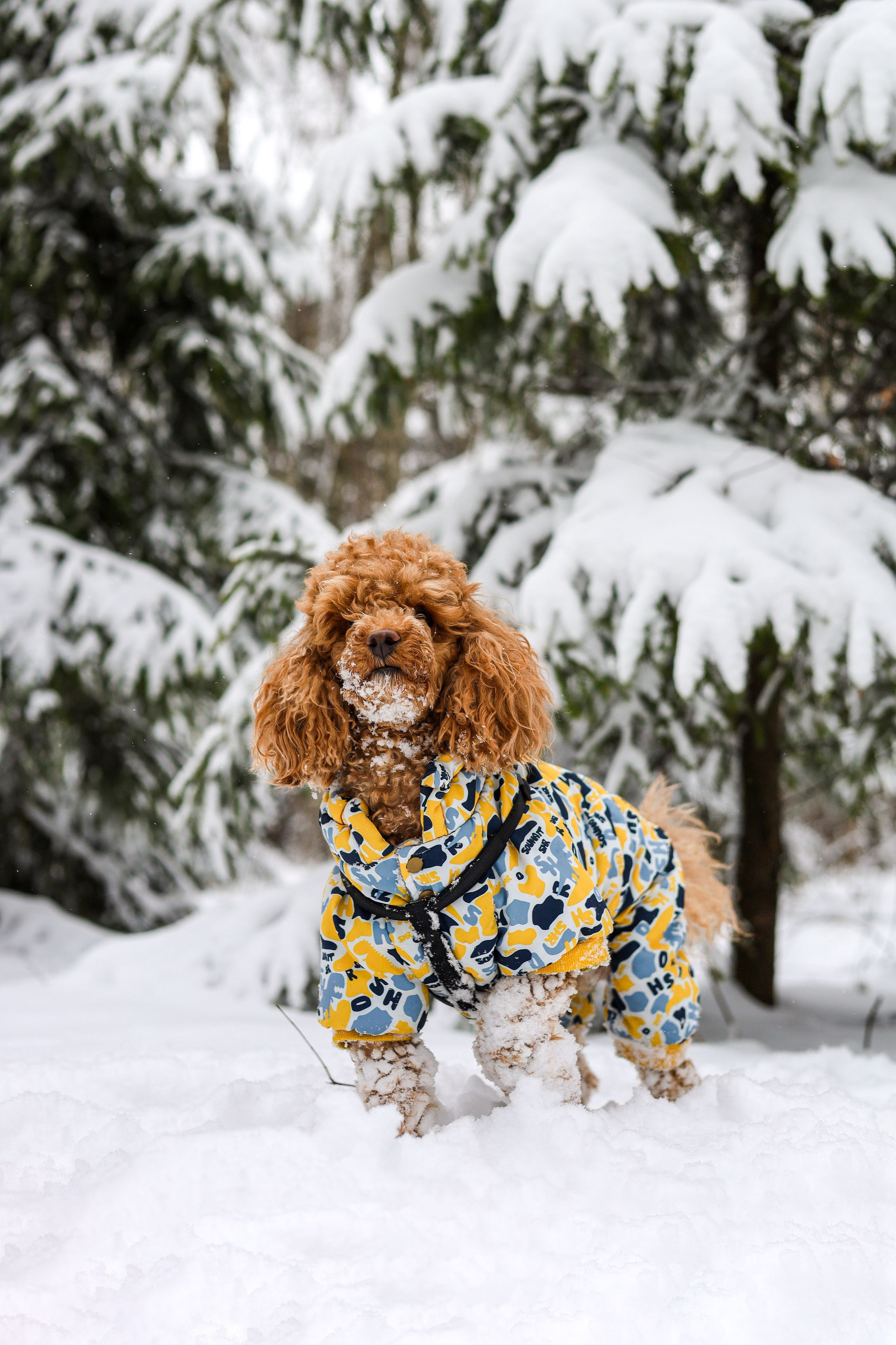 Муд и Леся. Фотограф-анималист Ксения Шевцова|Москва