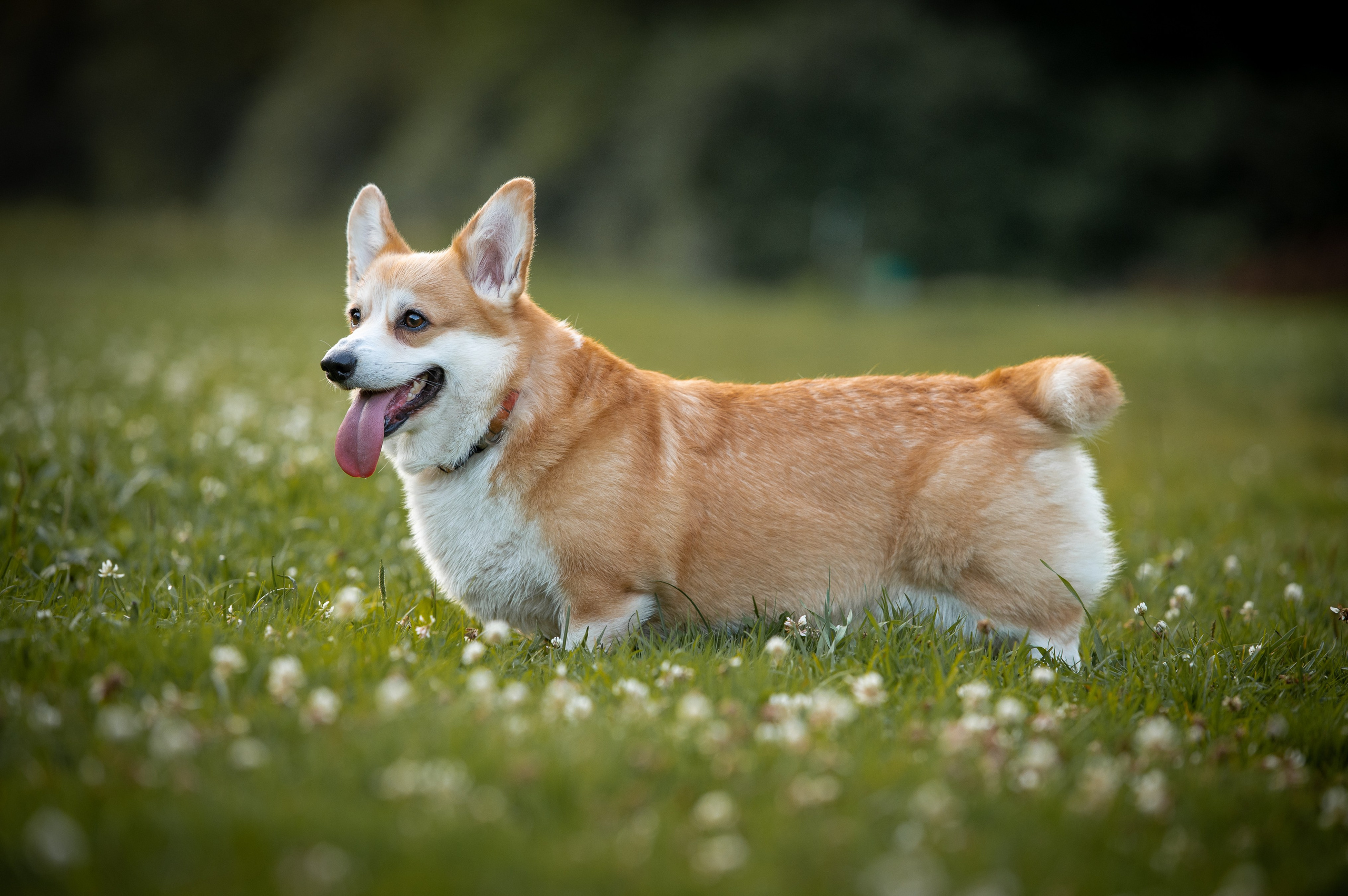 Собаки. Фотограф-анималист в Санкт-Петербурге Анастасия Иванова