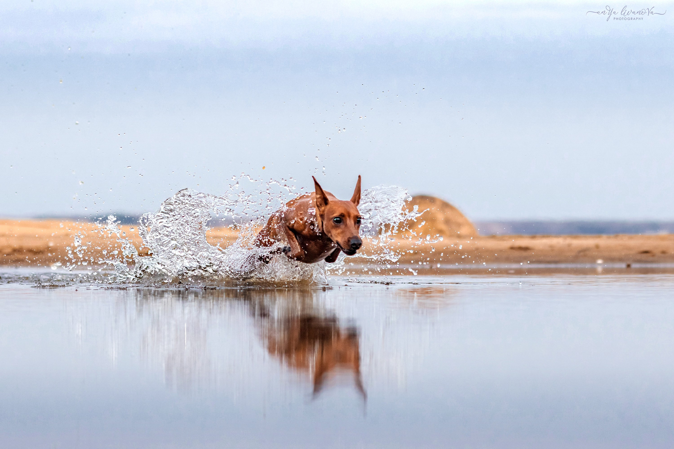 Киви на берегу. Фотограф анималист Аня Ливанова | Рыбинск