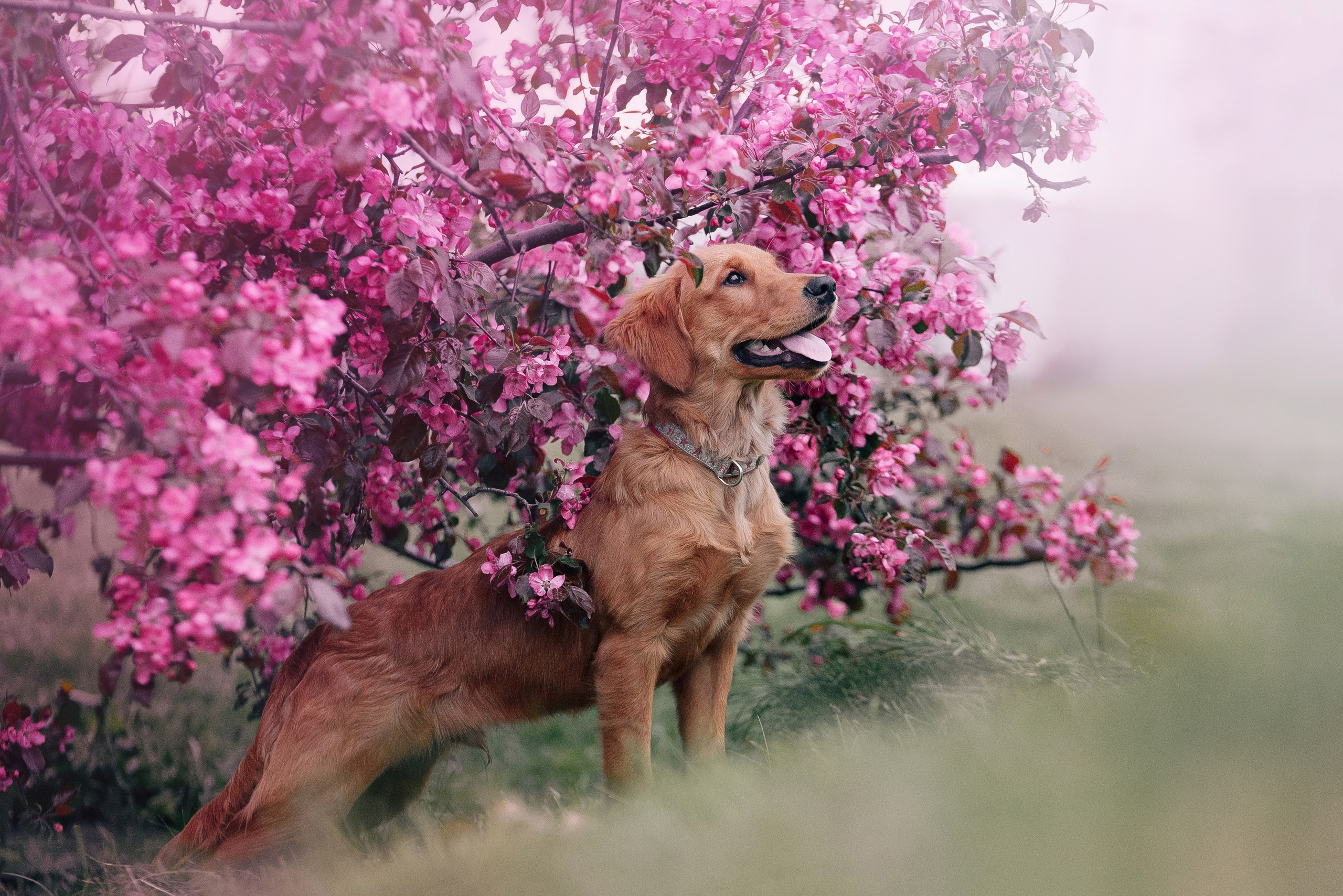 Питомец в кадре. Фотограф-анималист Анастасия Парфенова|Екатеринбург