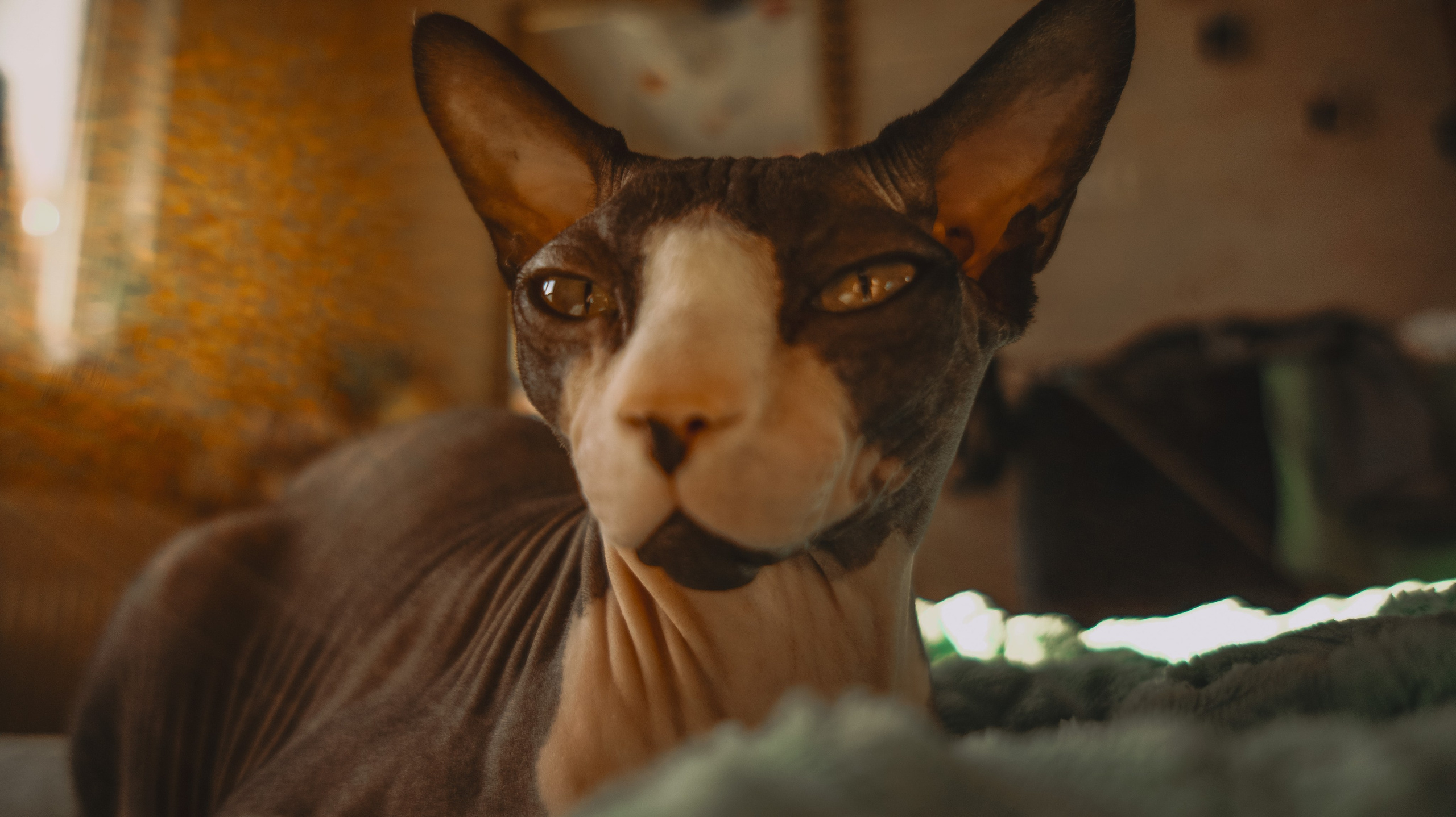 Профессиональный фотограф