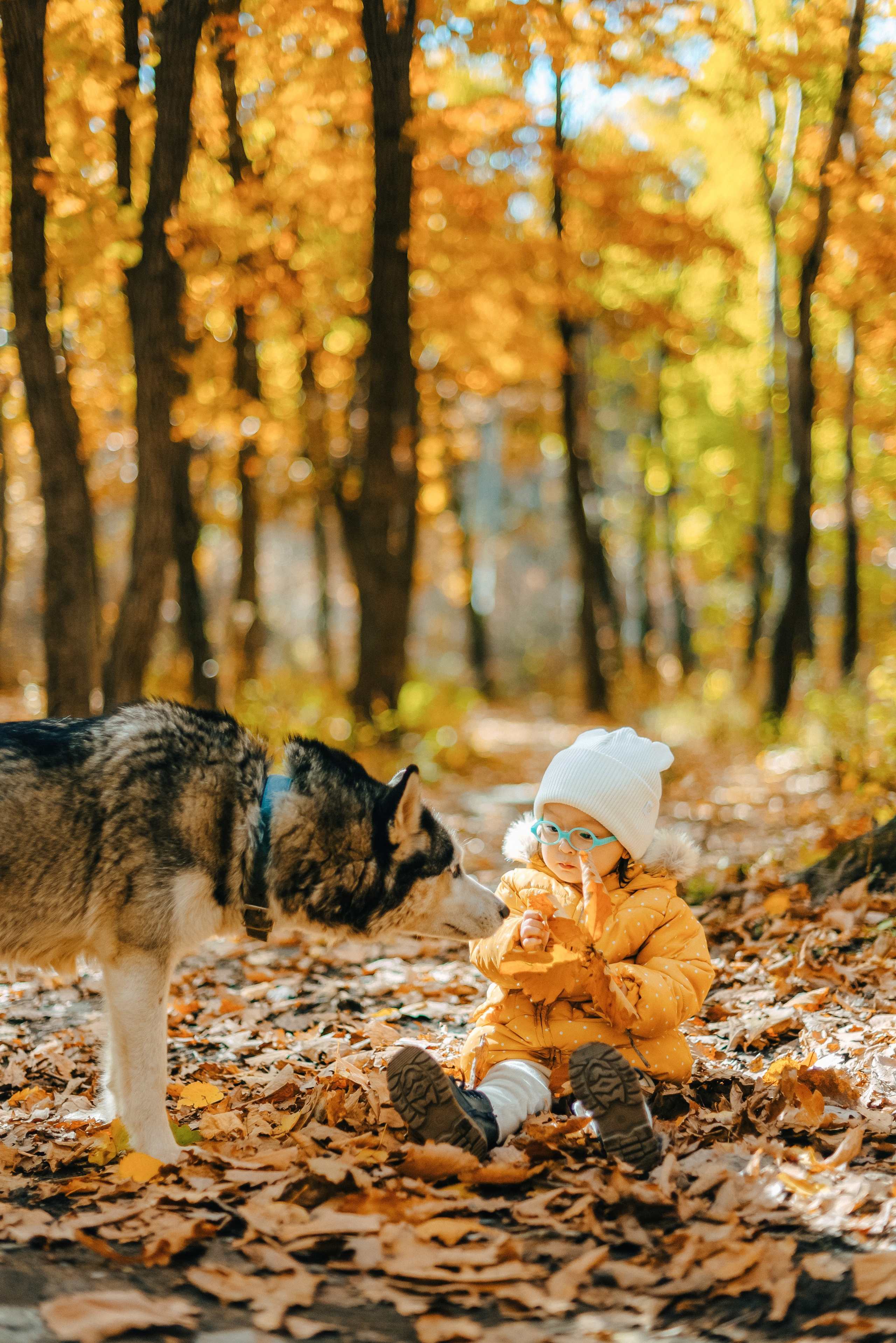 ТЕПЛАЯ ОСЕНЬ. Шашкова Вероника / Свадебный и семейный фотограф Москва и Ярославль