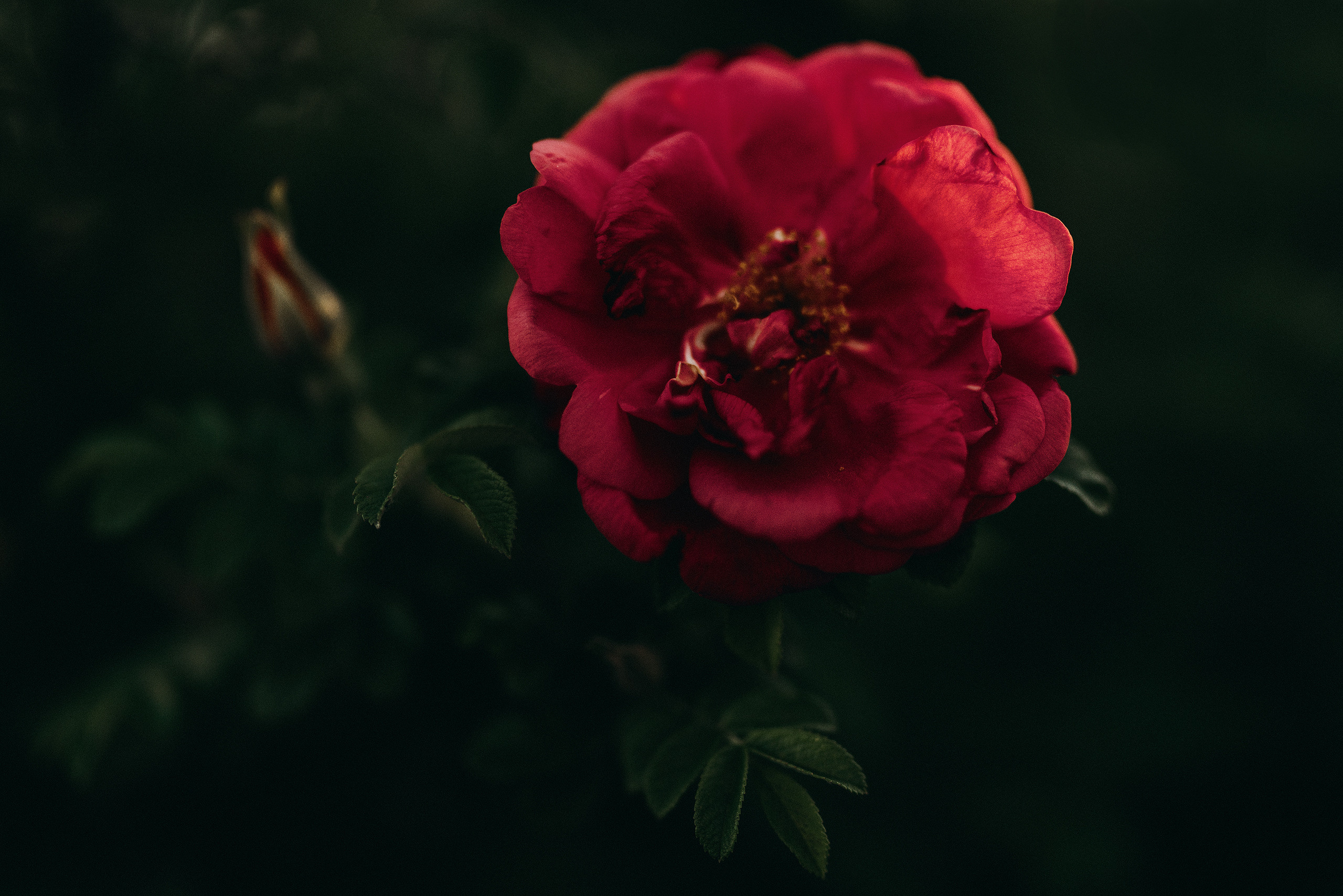 Цветы. Фотограф Владимир Орлов