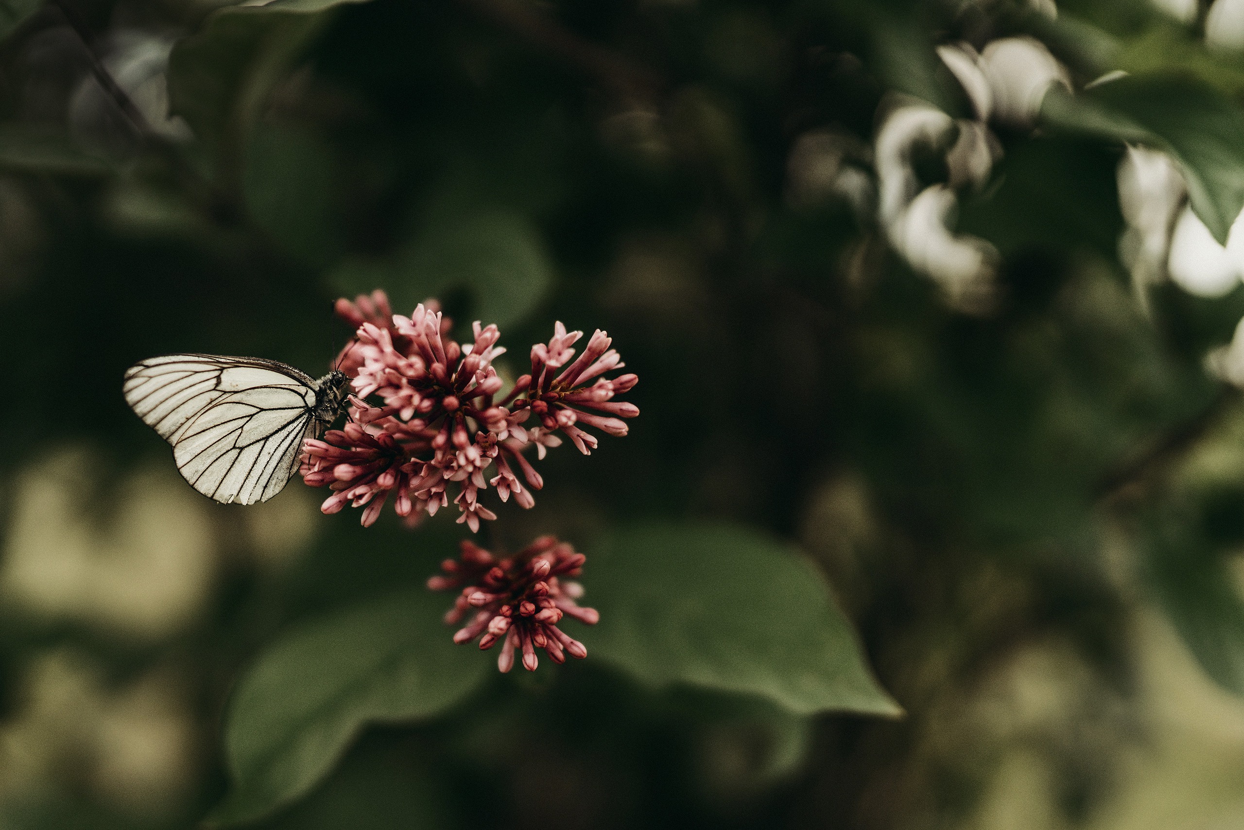 Цветы. Фотограф Владимир Орлов