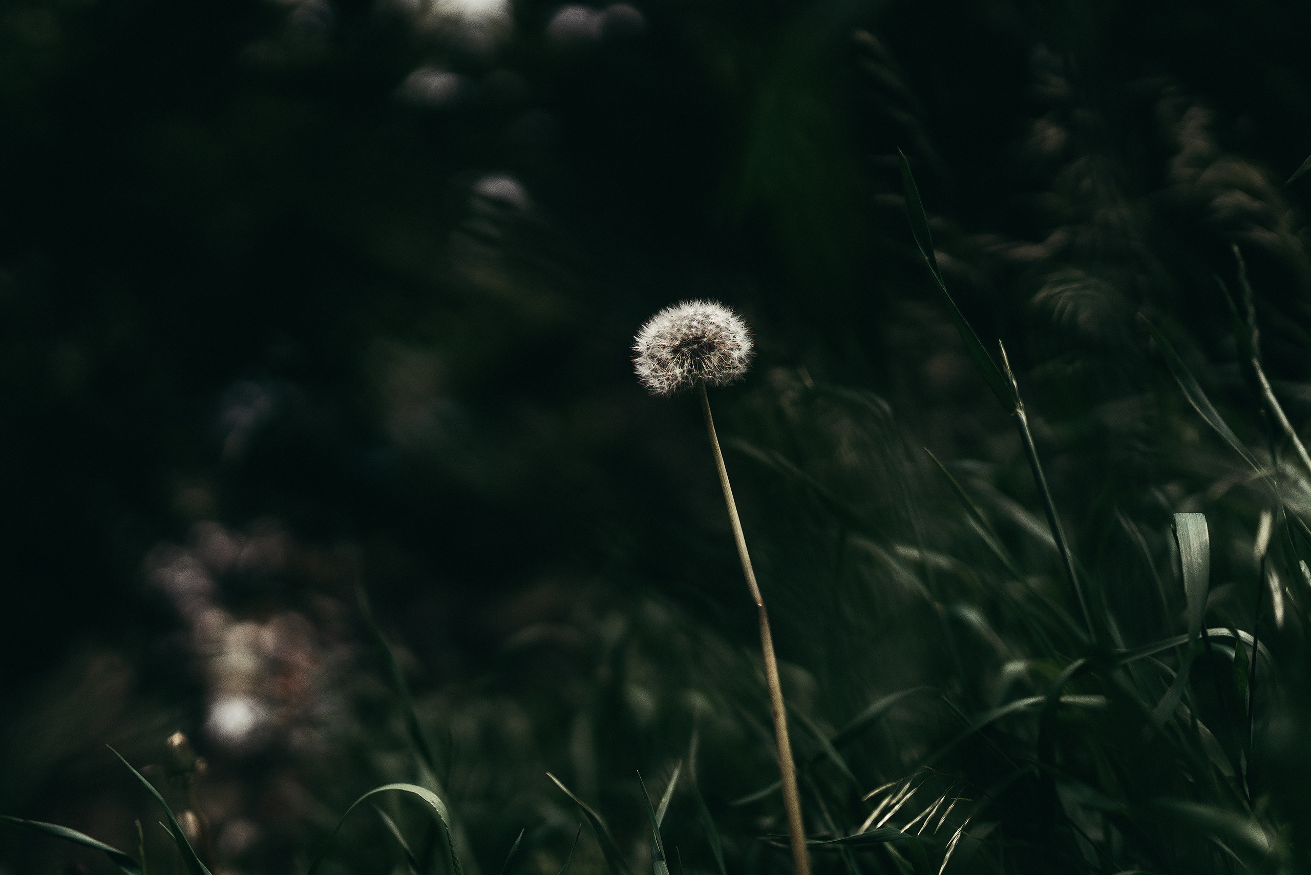 Цветы. Фотограф Владимир Орлов