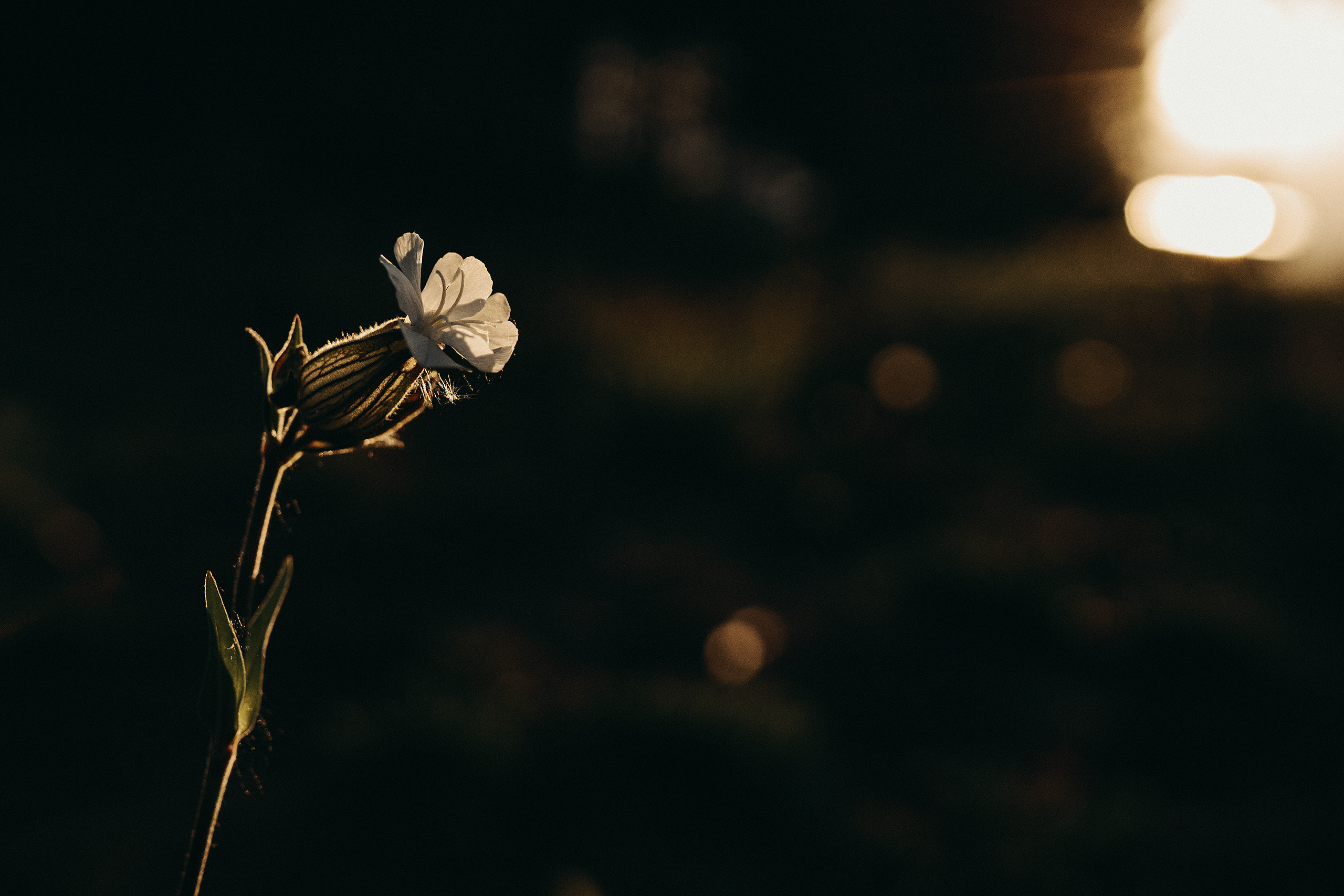 Цветы. Фотограф Владимир Орлов