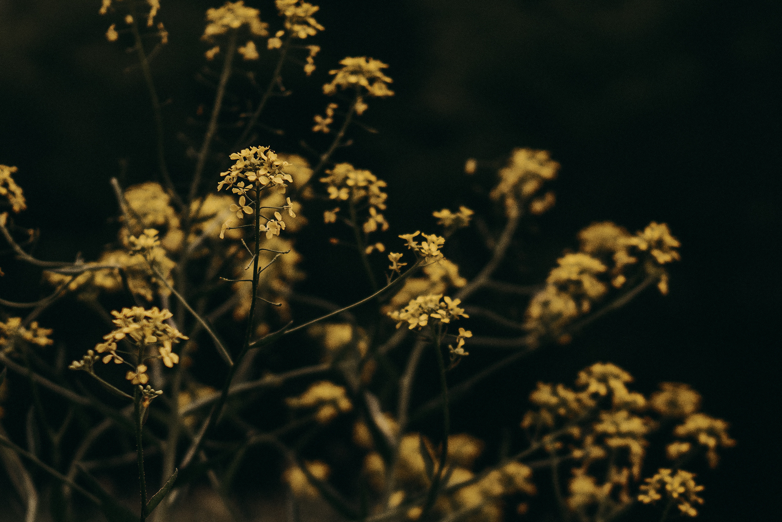 Цветы. Фотограф Владимир Орлов