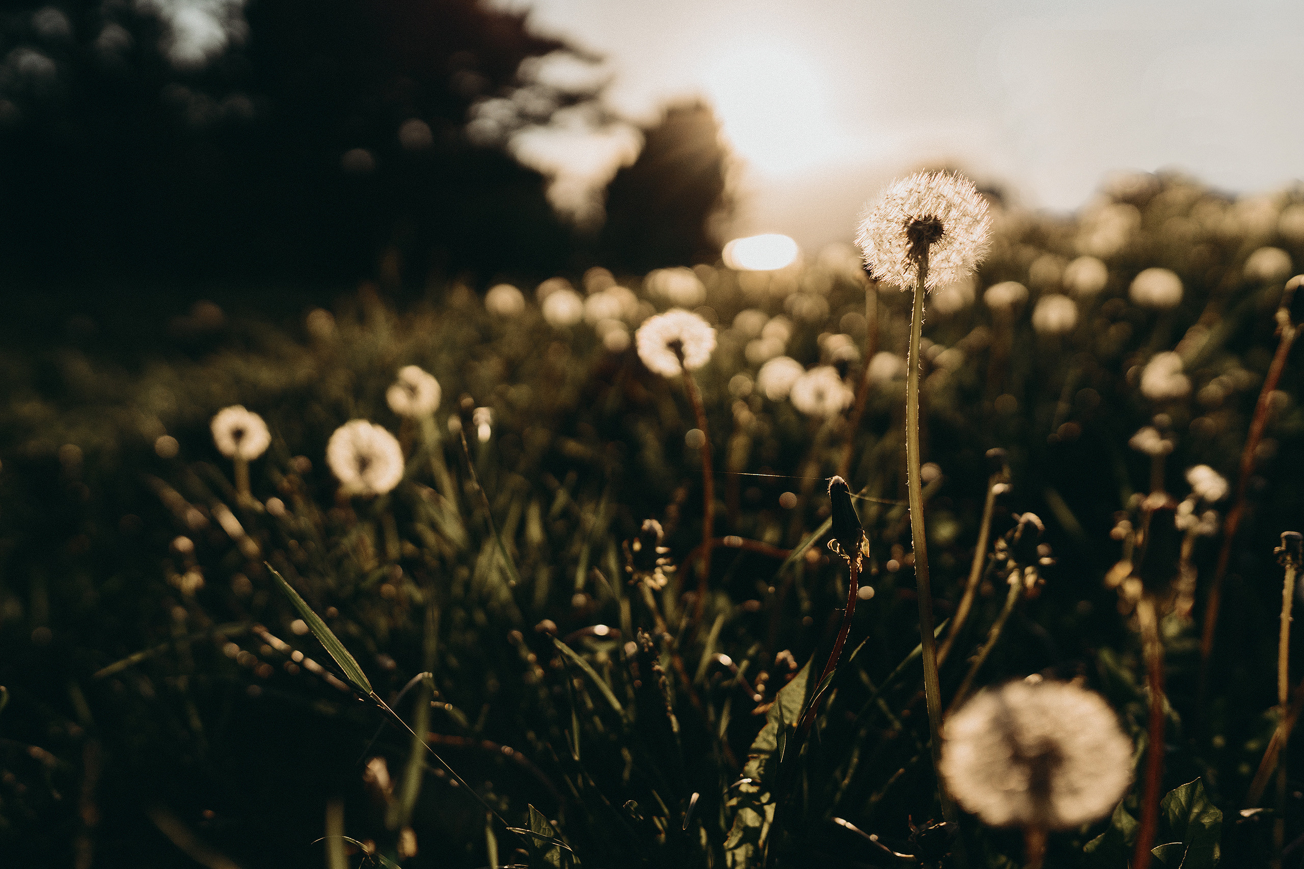 Цветы. Фотограф Владимир Орлов