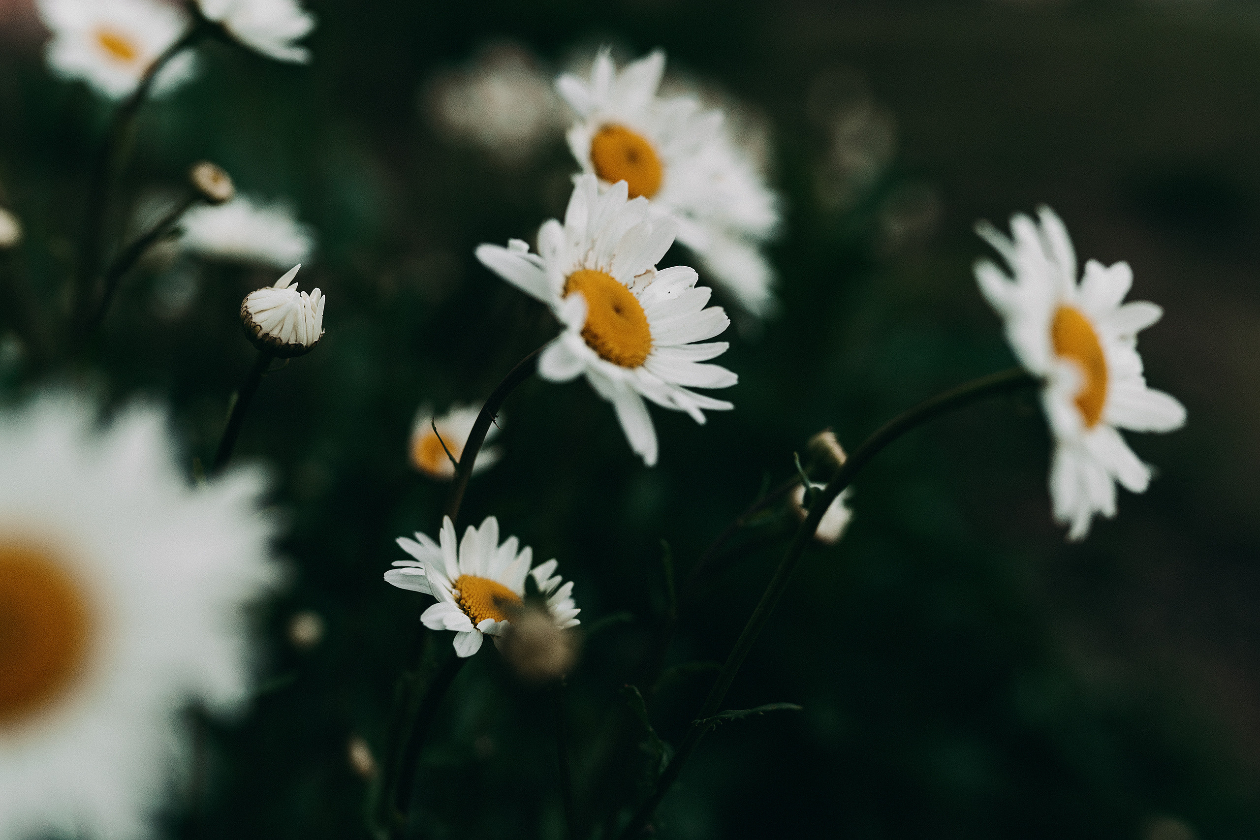 Фотограф Владимир Орлов