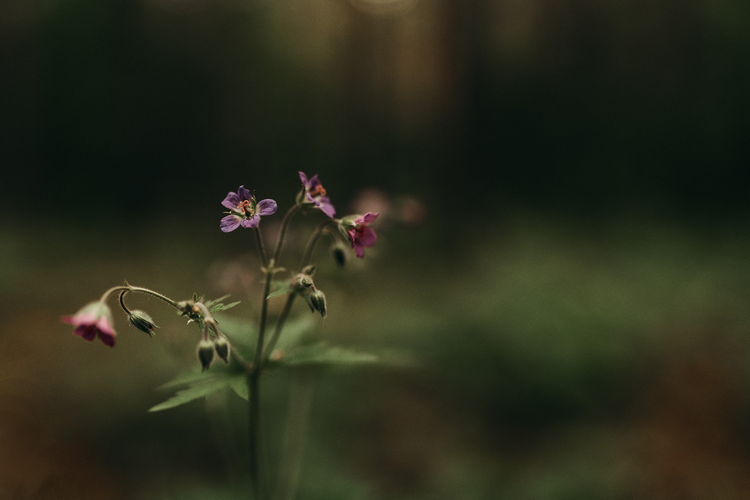 Цветы. Фотограф Владимир Орлов