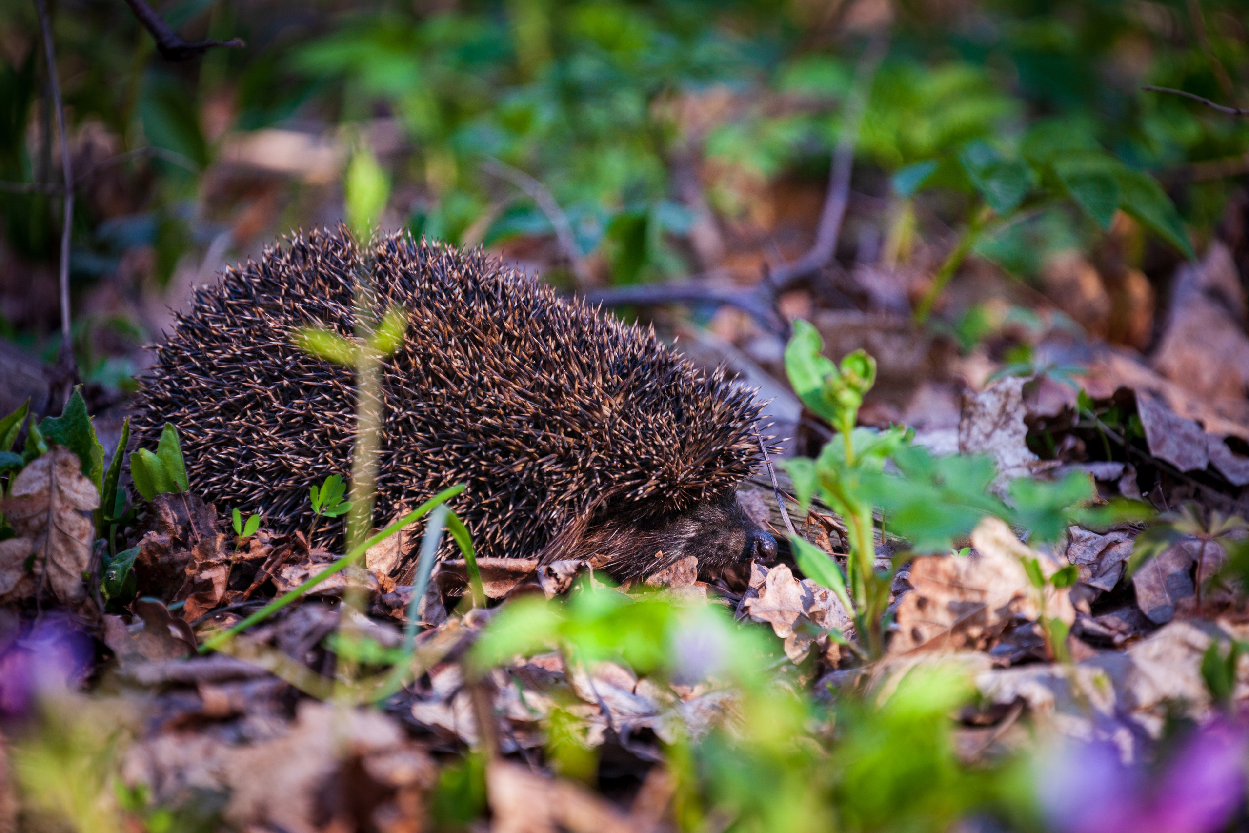 Весеннее настроение. Фотохудожник Артём Парамонов