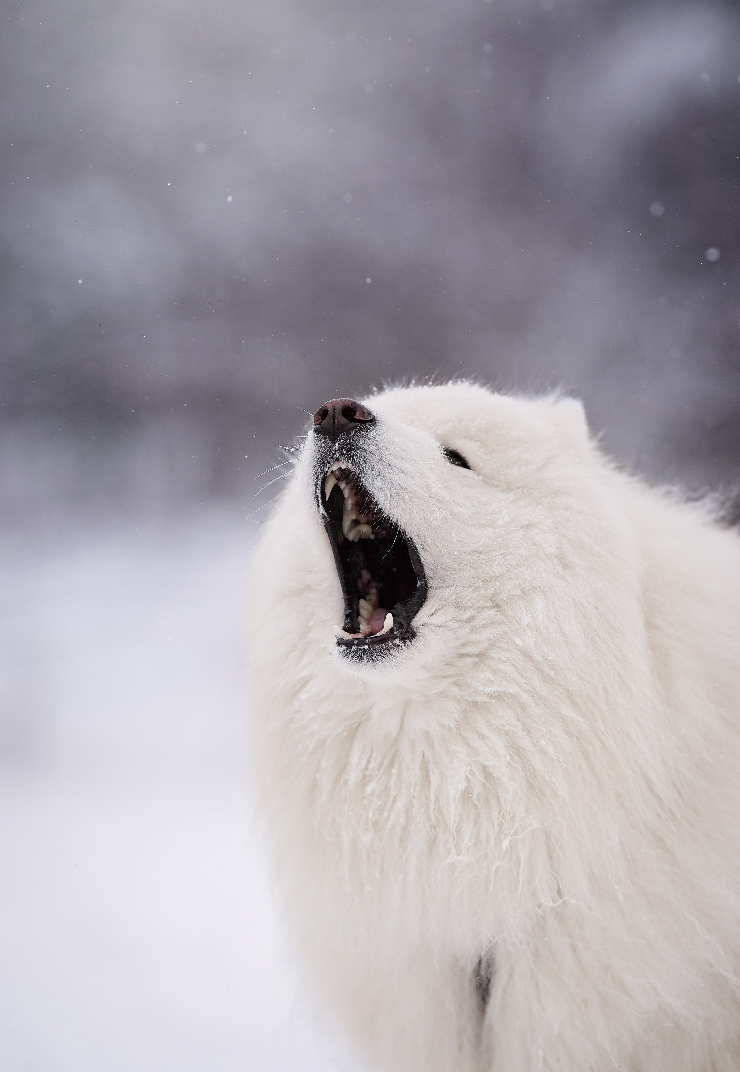 Красно-рыжая банда. Фотограф-анималист в Санкт-Петербурге Яна Мартынова