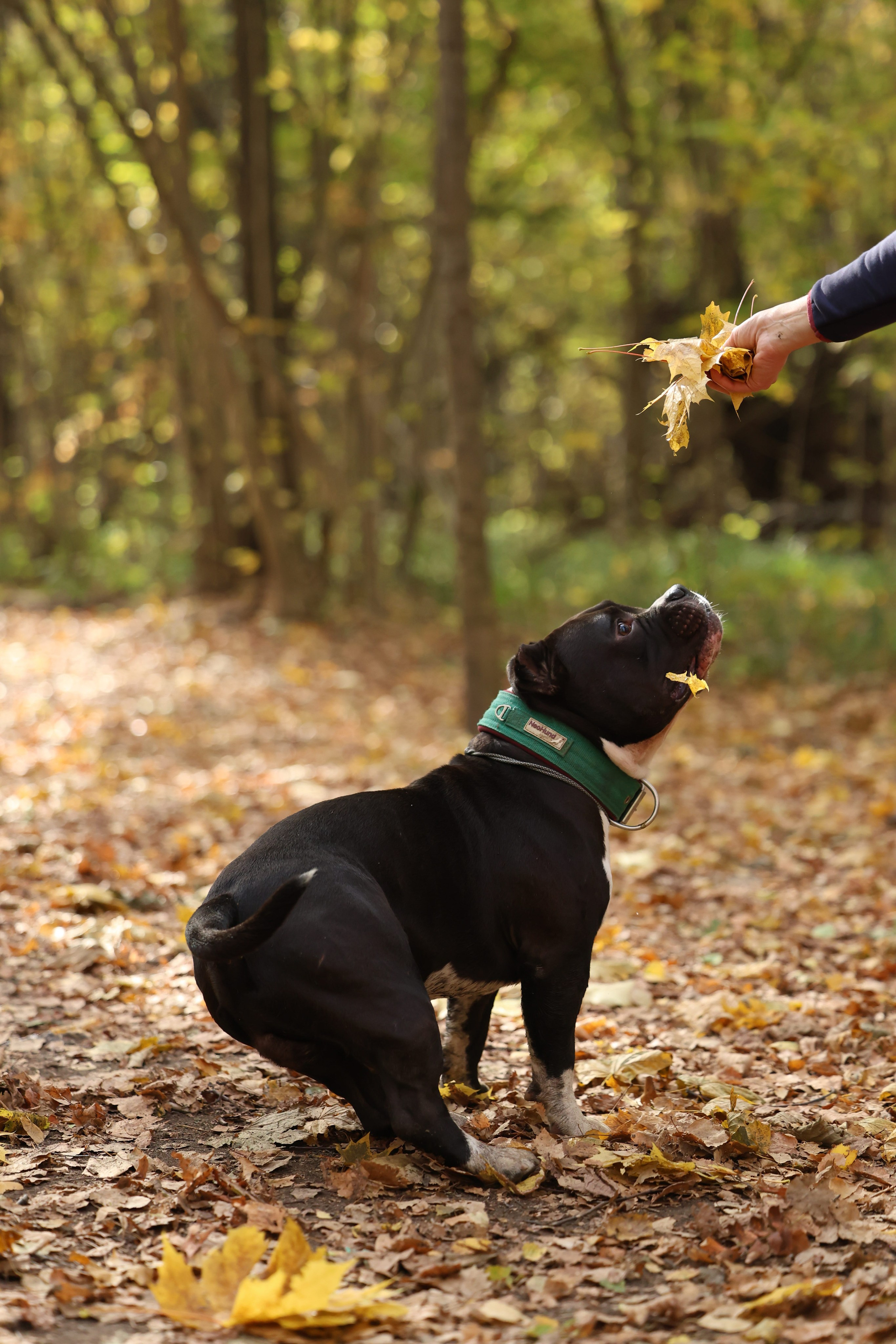 Бумер. Виктория Михайловская. Фотограф-анималист. Москва