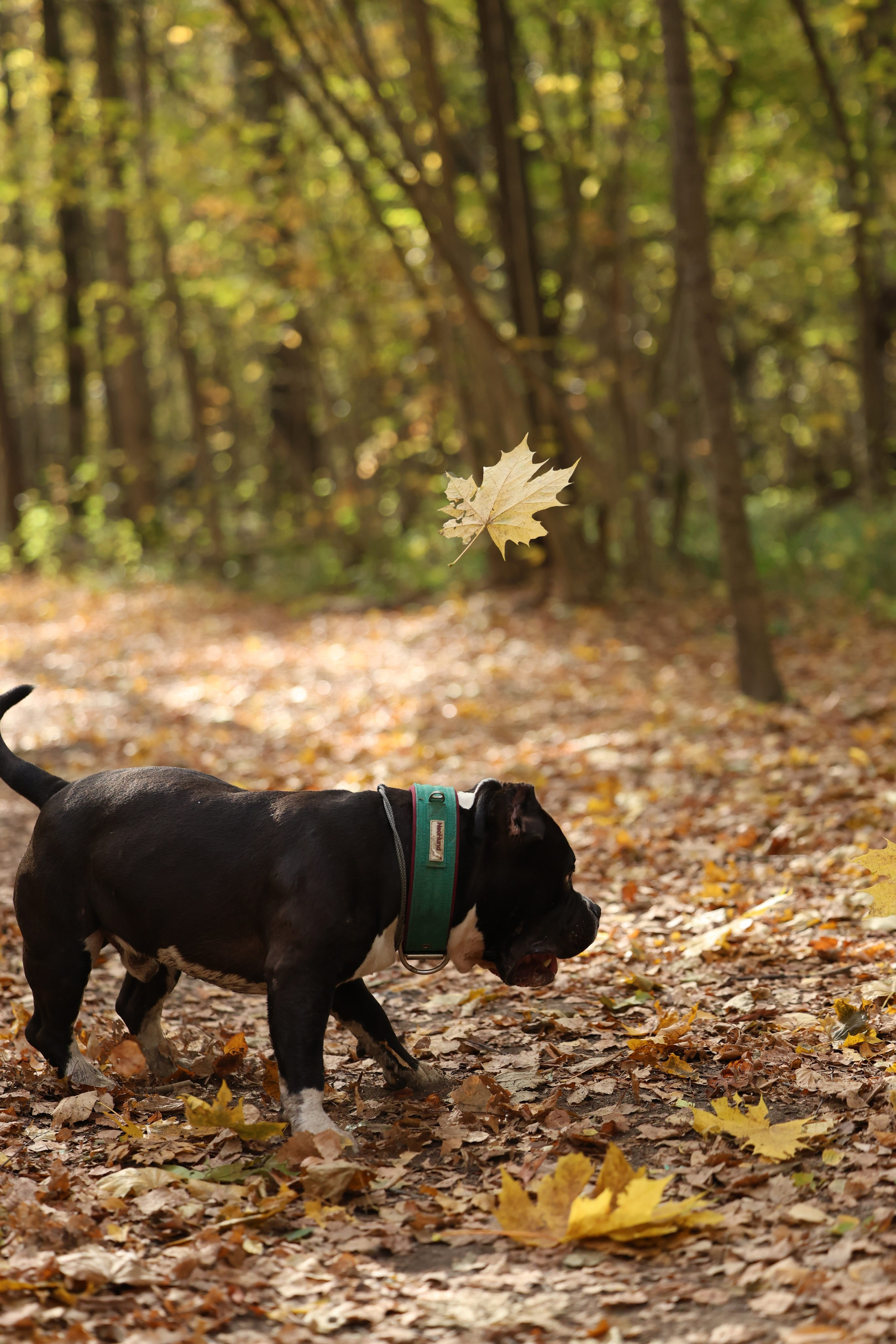 Бумер. Виктория Михайловская. Фотограф-анималист. Москва