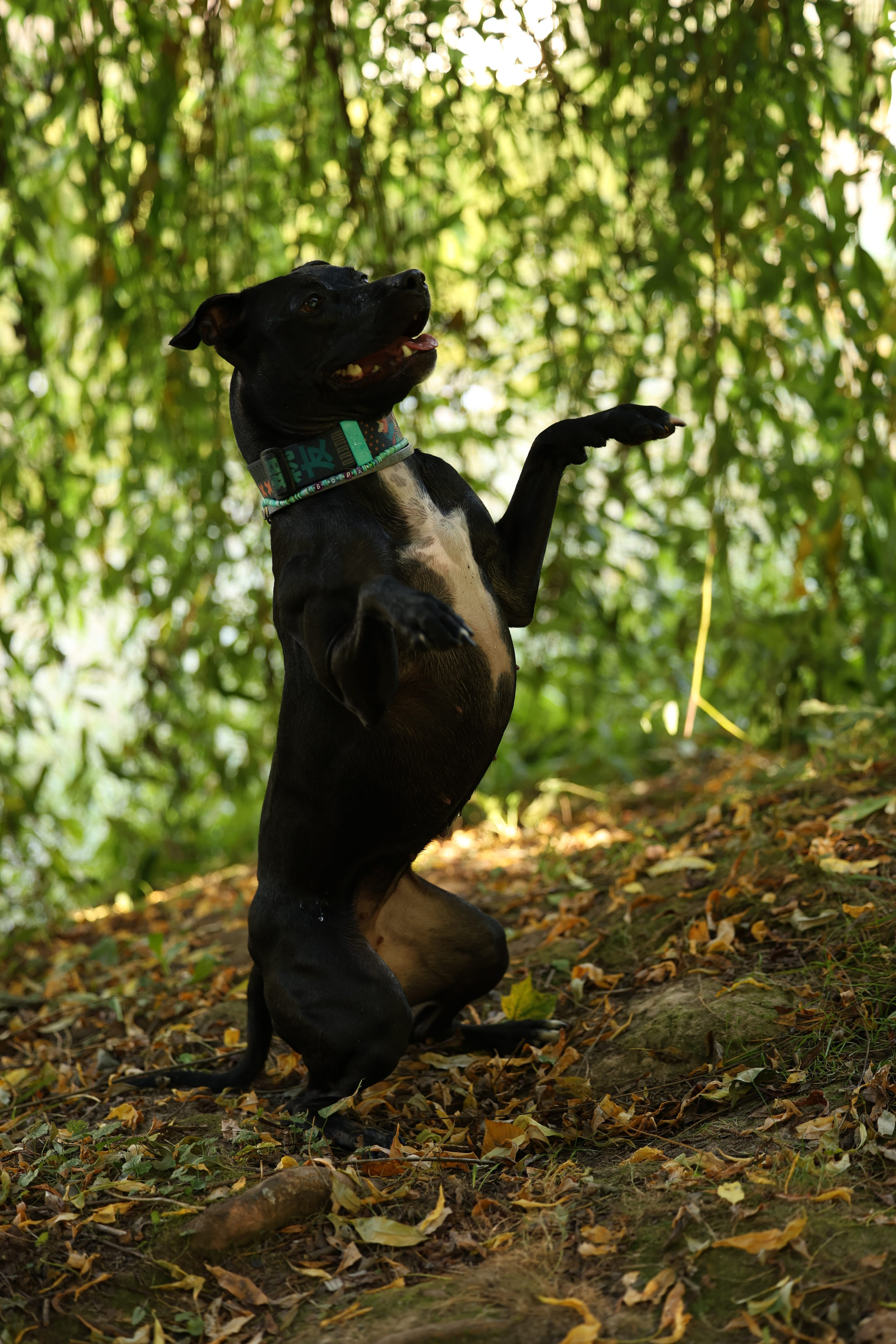 Алена и Бора. Виктория Михайловская. Фотограф-анималист. Москва