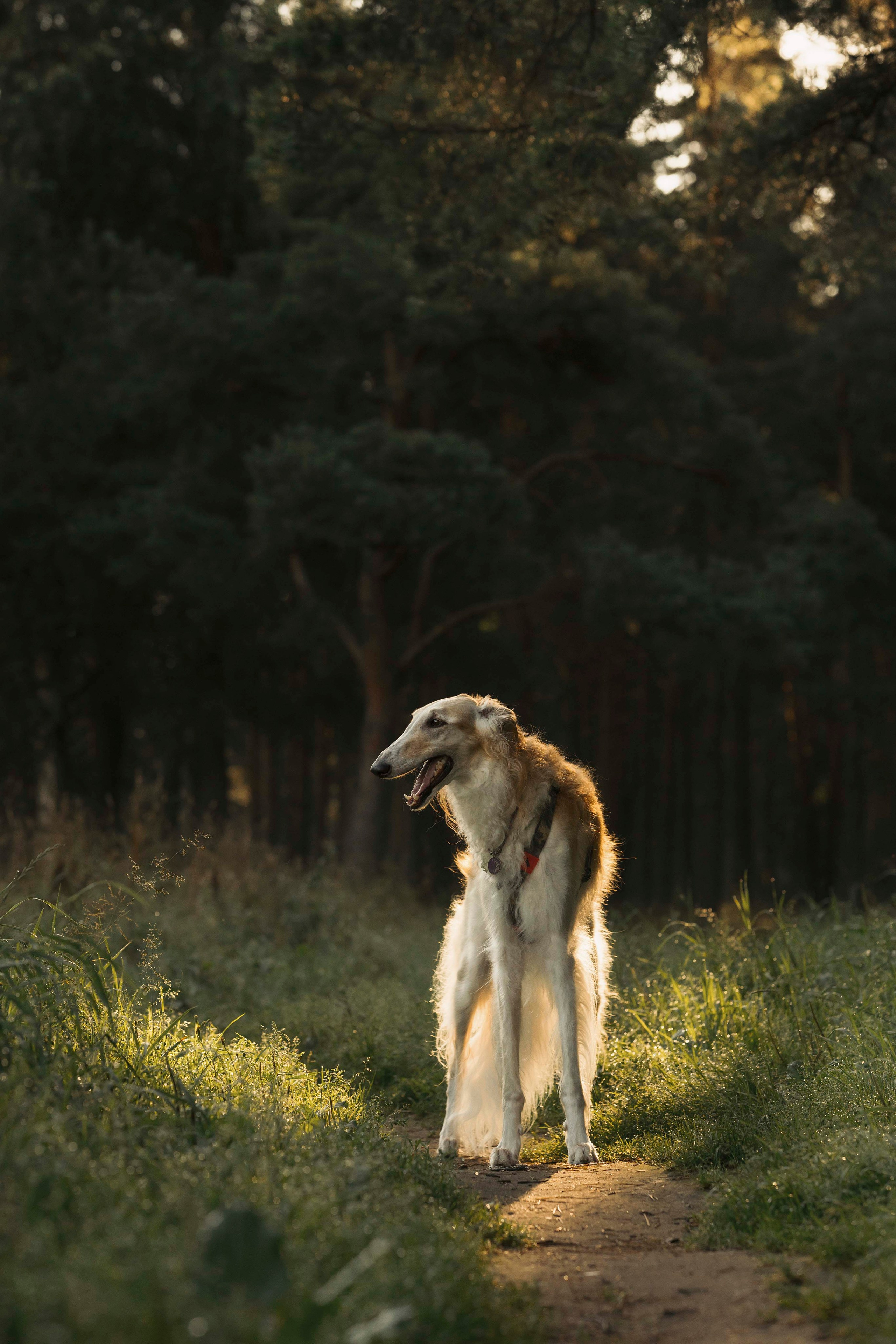 Тайга. Фотограф- анималист Александра Матвеева