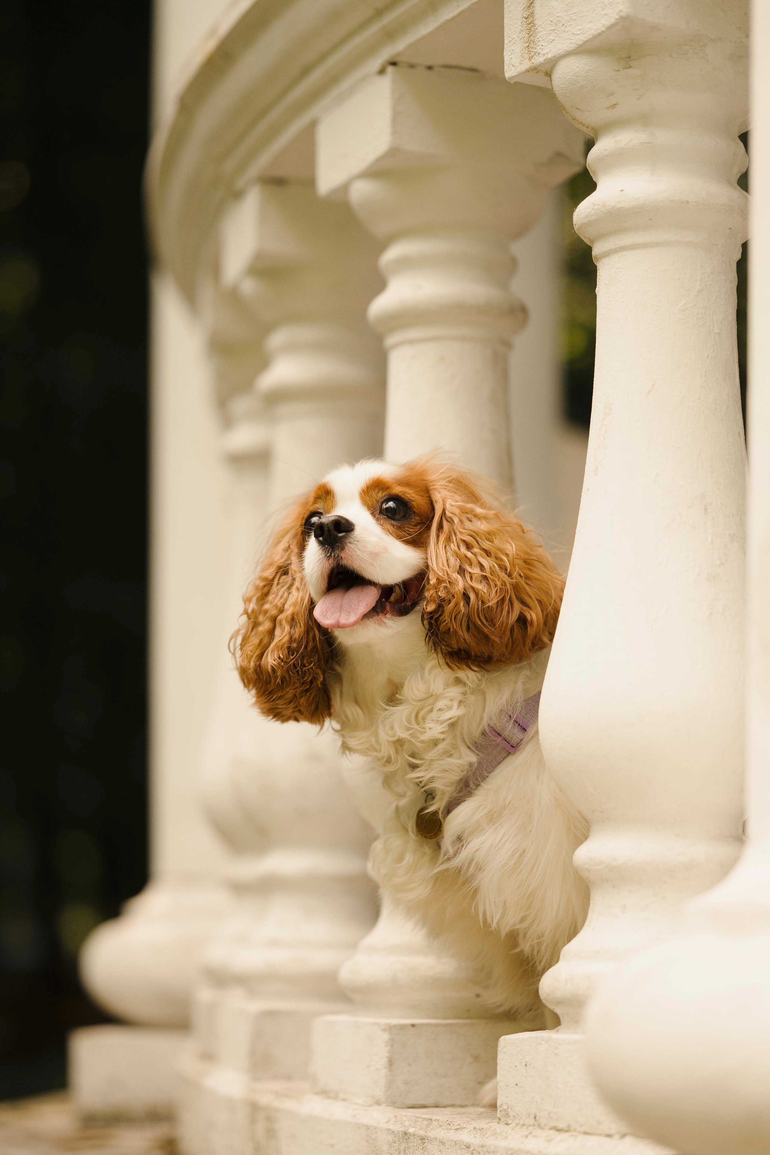 Джей. Фотограф- анималист Александра Матвеева
