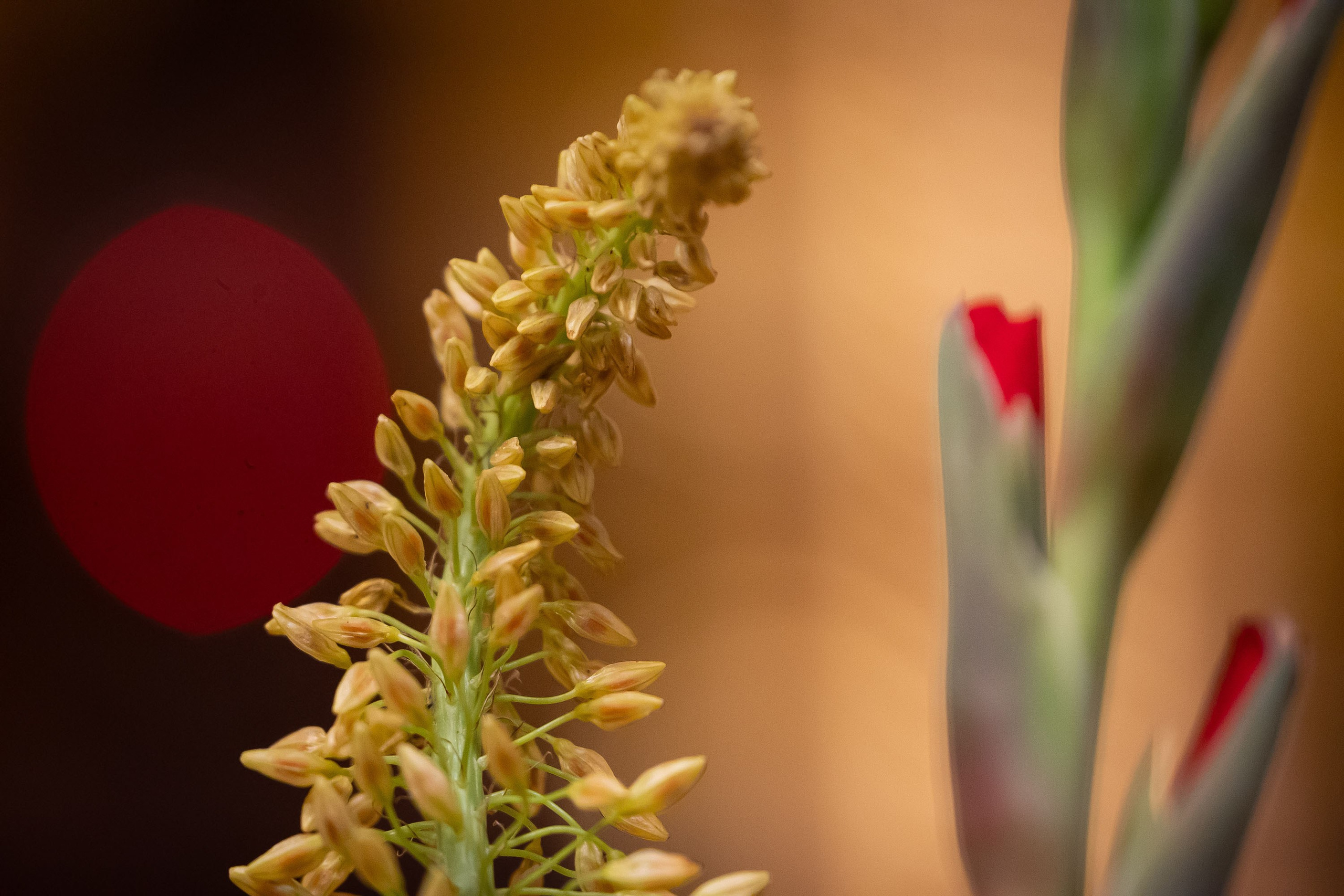 Храм Преображения Господня в Богородском. Цветы на Пасху. Антон и Татьяна Денисенко — В храме