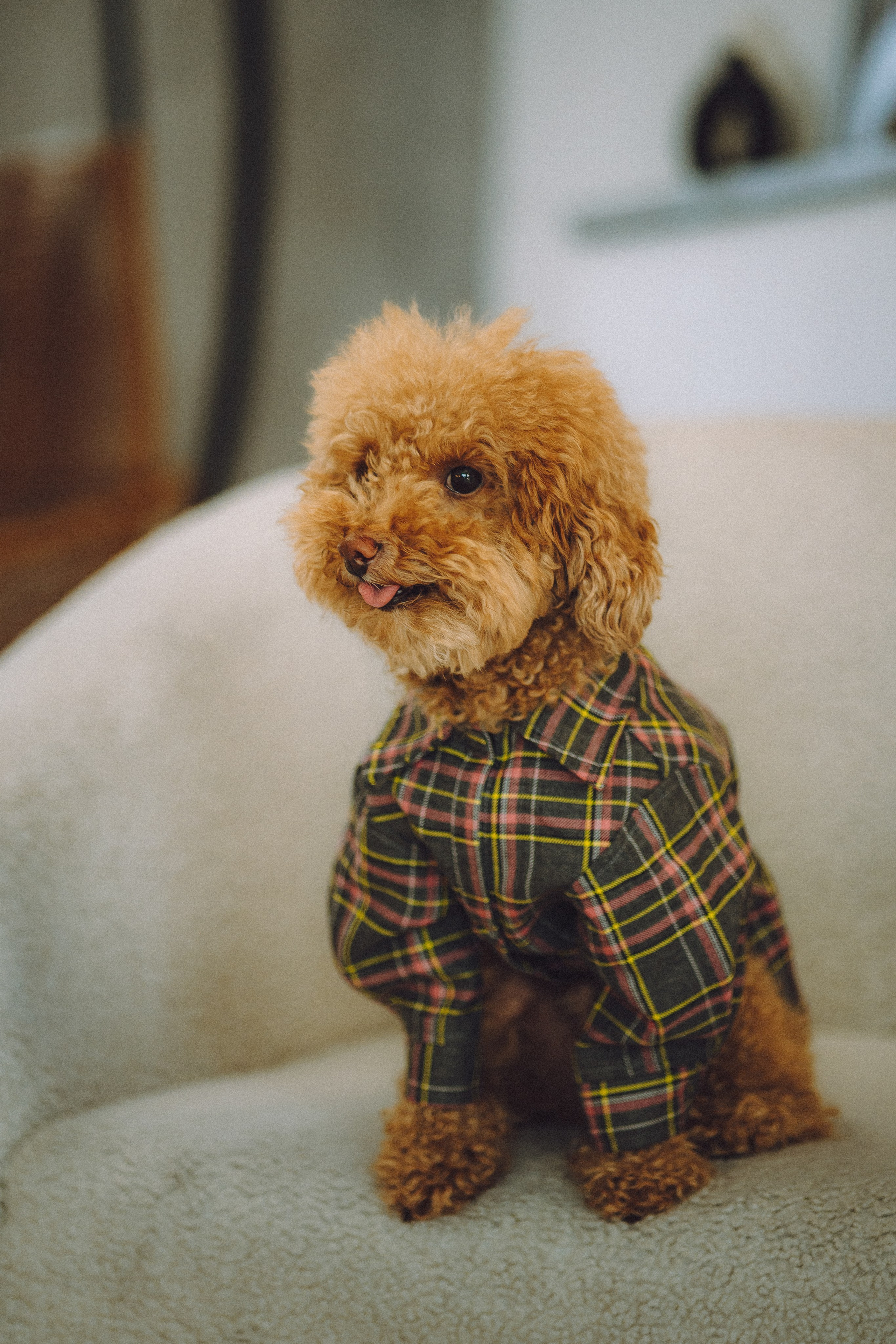 День Рождения пуделя Глаши