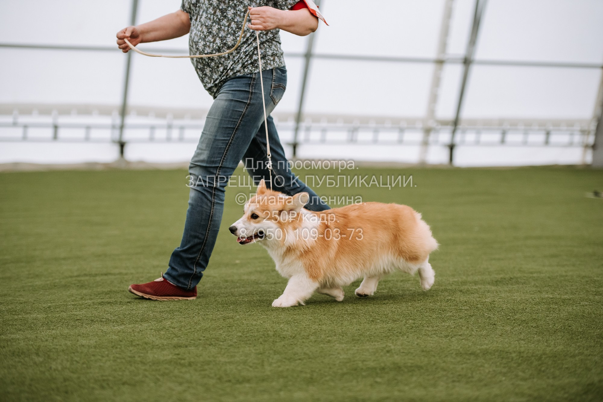 Выставка собак Красноярск 2.06. Фотограф Диана Оленина Красноярск / Братск