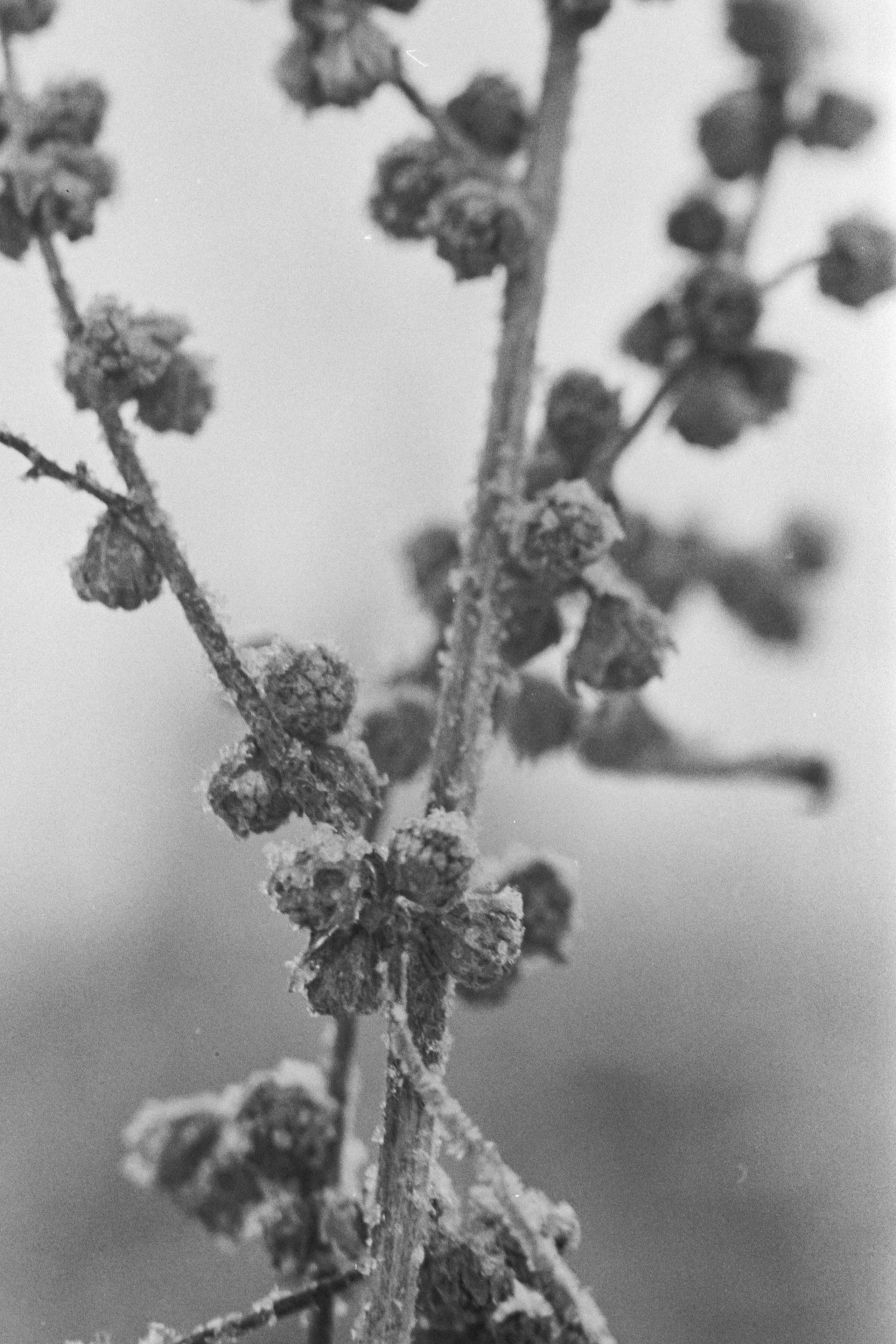 Пленочная история. Дмитрий Пропадалин, Нейрофотография